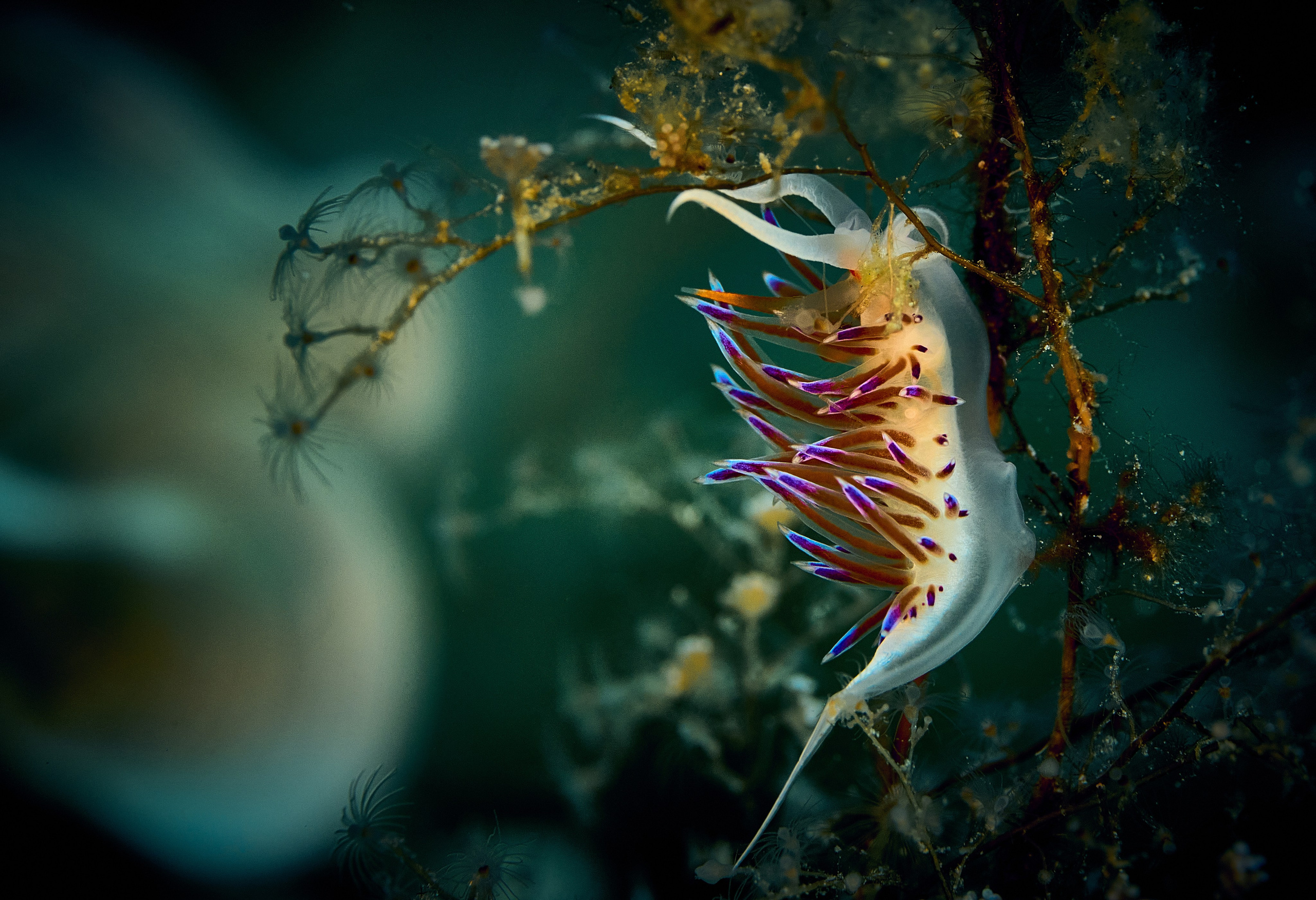 Mieszkańcy mórz. Andriej Szypilow — Photography & Videography