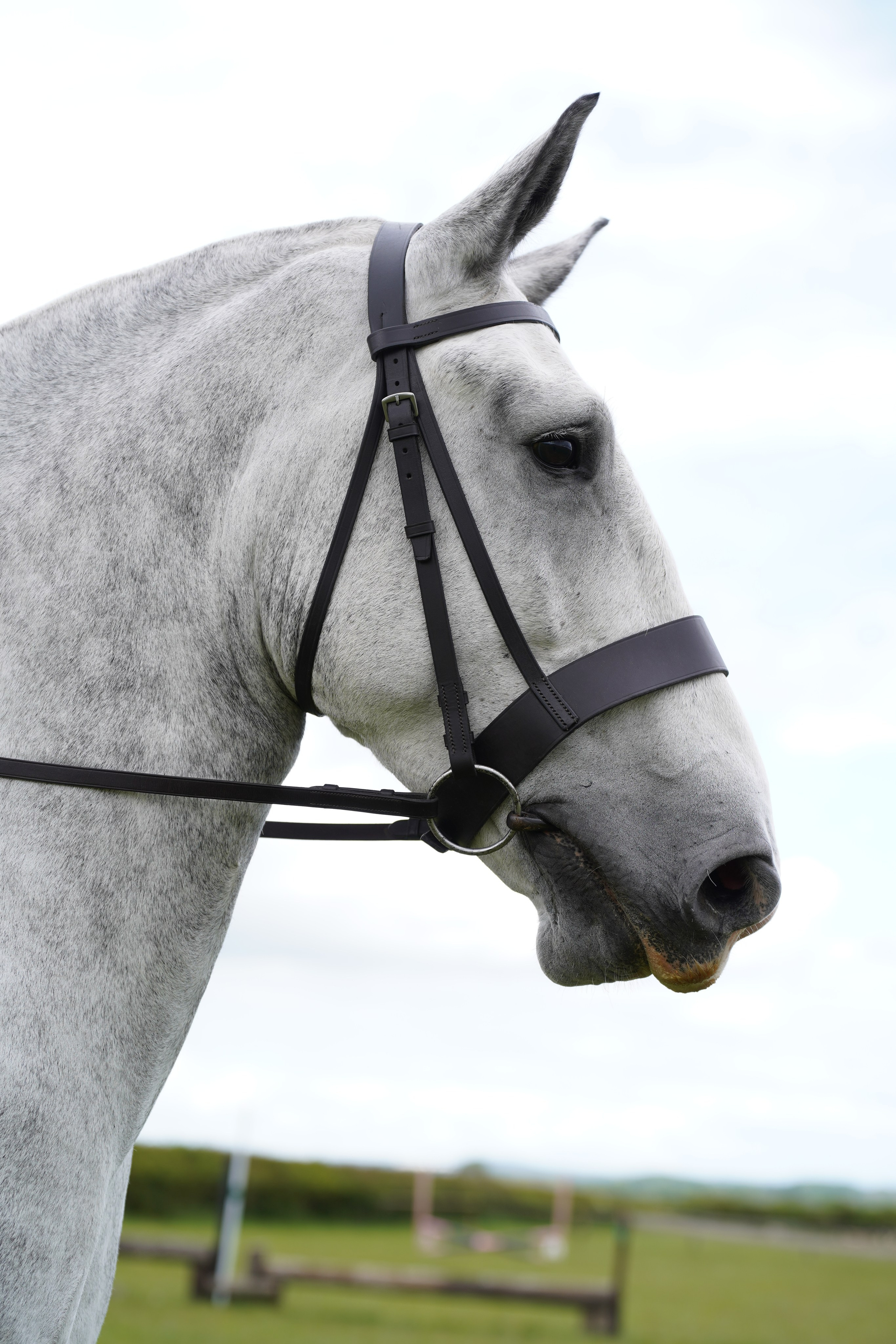 Headshots. Leicestershire Equine Photography by El | Authentic Equine Portraits & Events