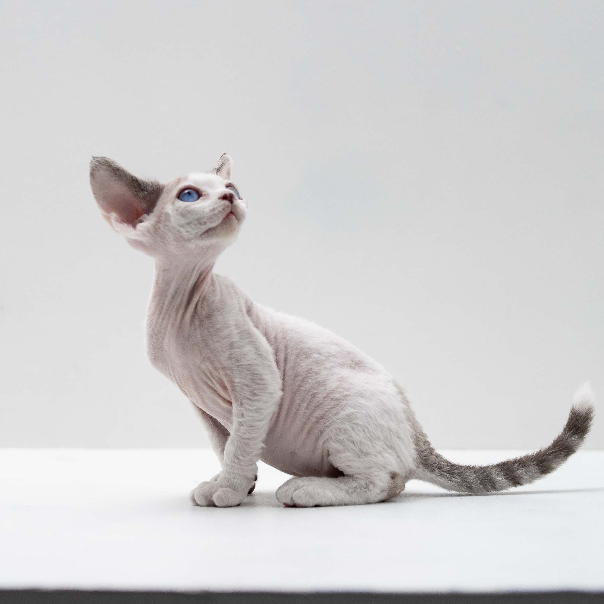 Frosttip, boy, born on 01.01.25. Devon Rex Pixie Cattery