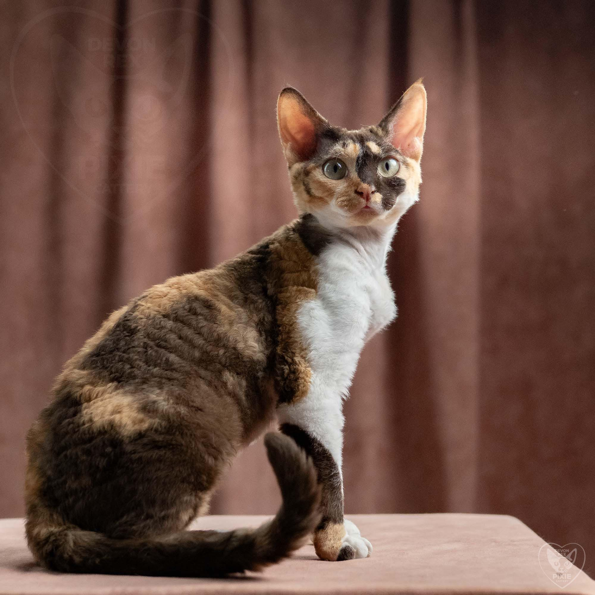 Malvina. Devon Rex Pixie Cattery