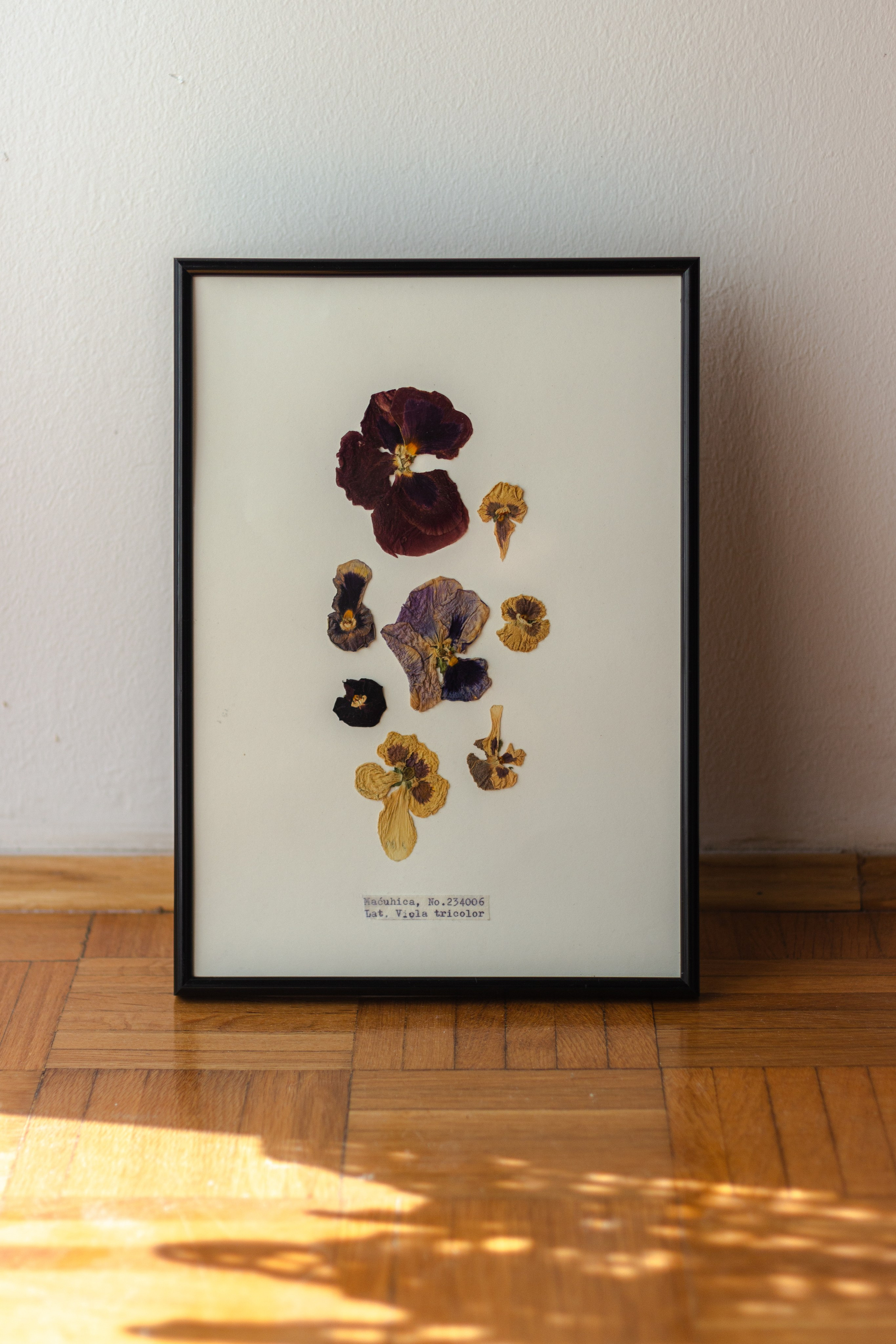 Herbarij, presa, okvir, slika, ručni rad, herbarium, art, umjetnost, home made, artistic