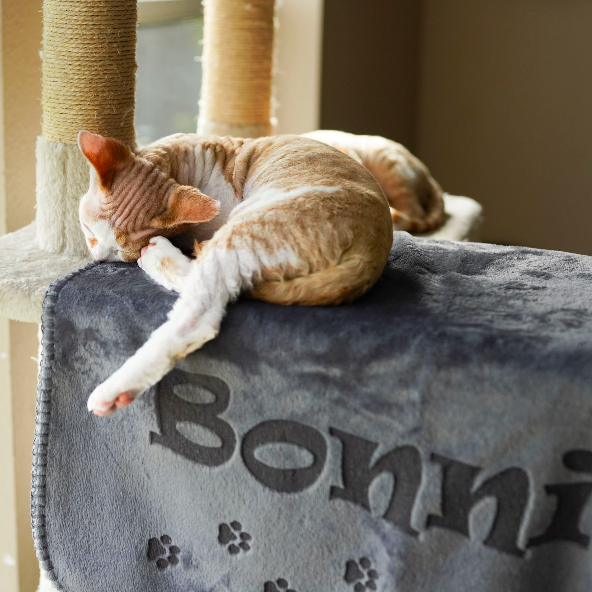 Devon Rex kitten sleeps very funny