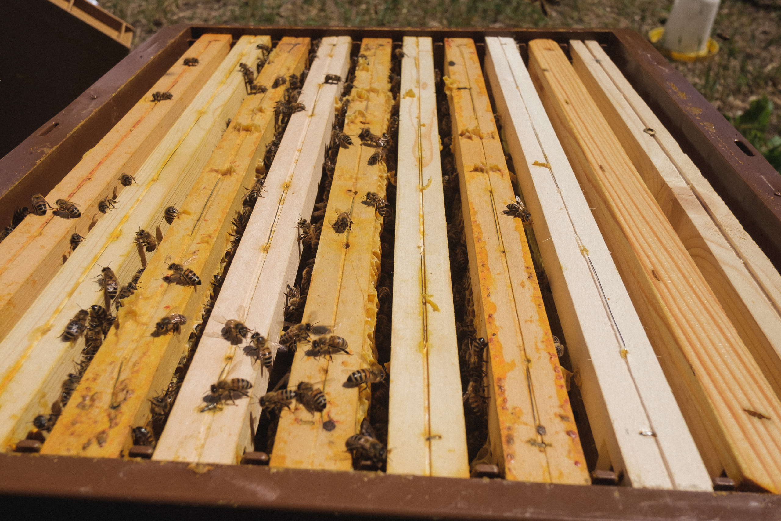 Пасека. Portrait and reportage photographer