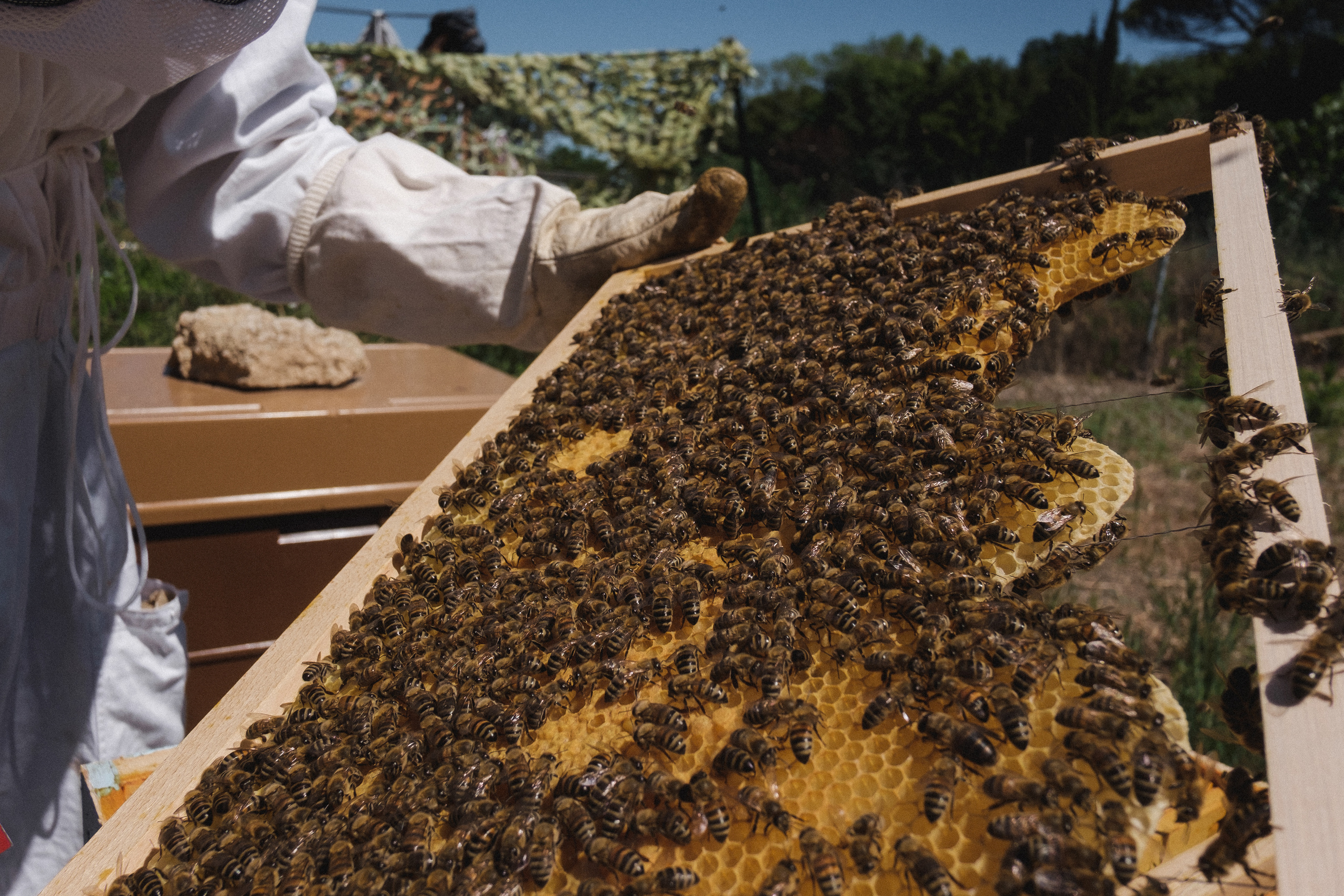 Пасека. Portrait and reportage photographer