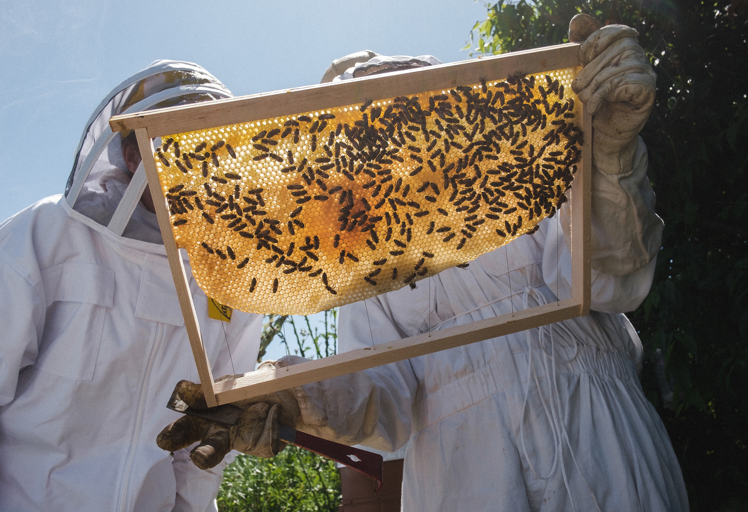 Пасека. Portrait and reportage photographer