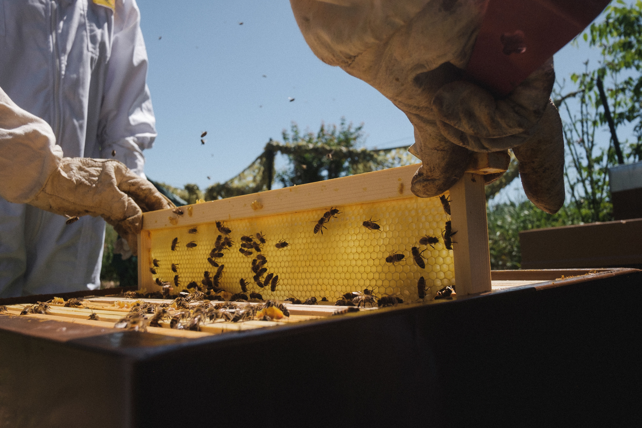 Пасека. Portrait and reportage photographer