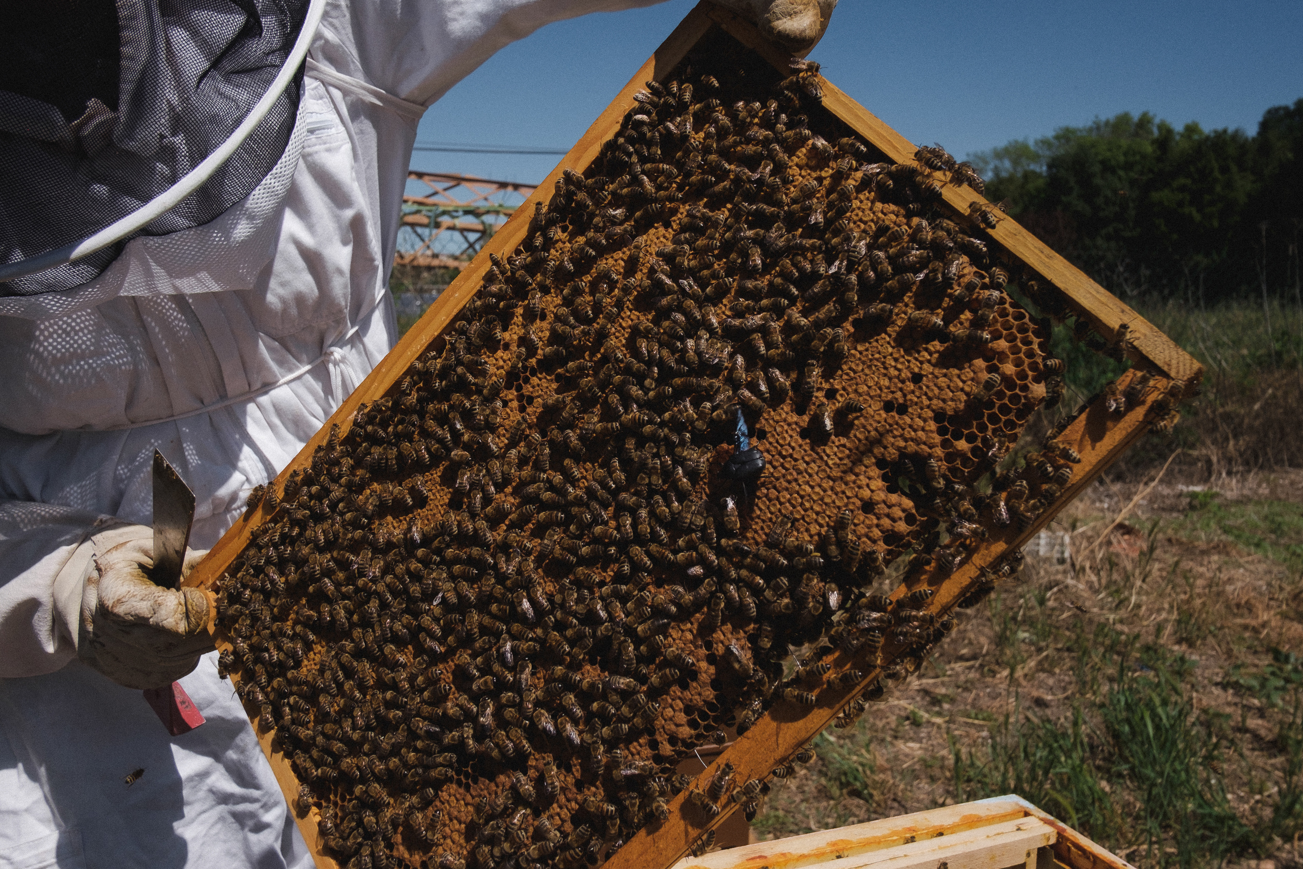 Пасека. Portrait and reportage photographer