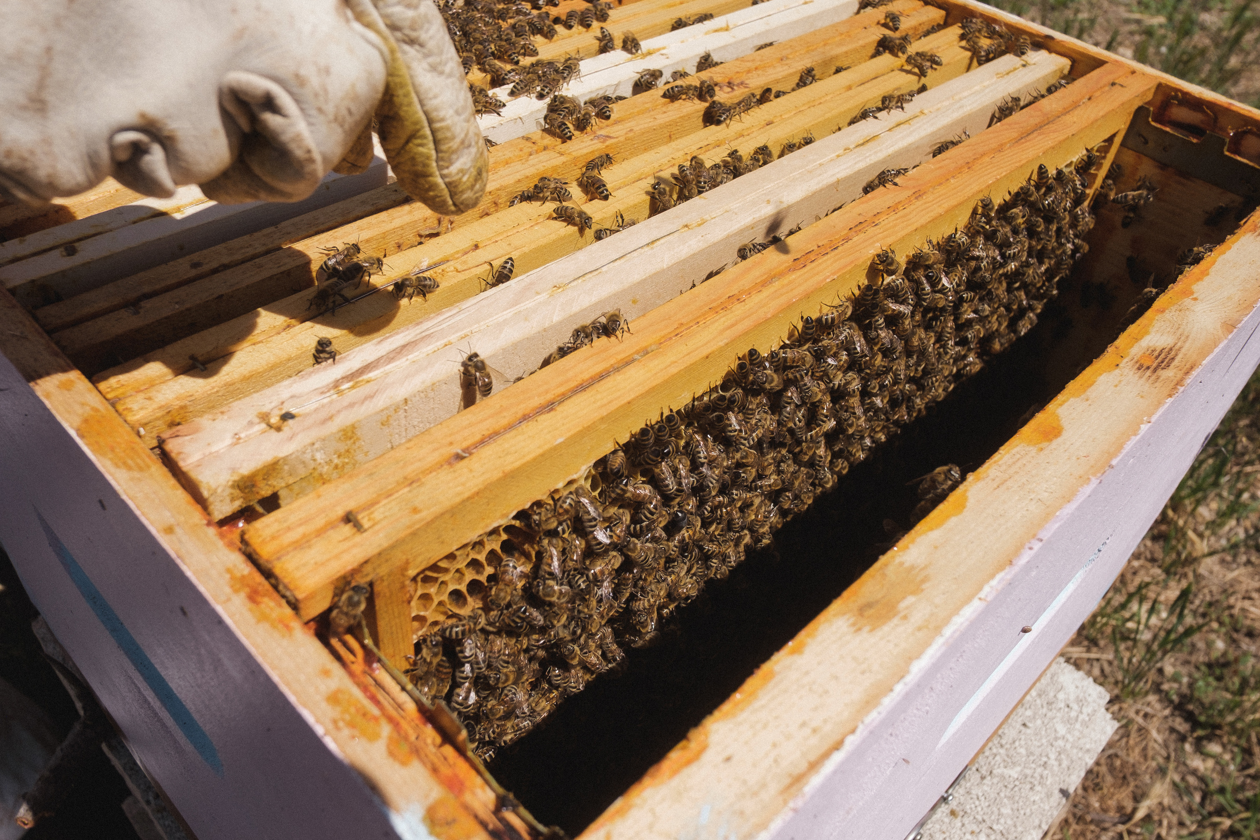 Пасека. Portrait and reportage photographer