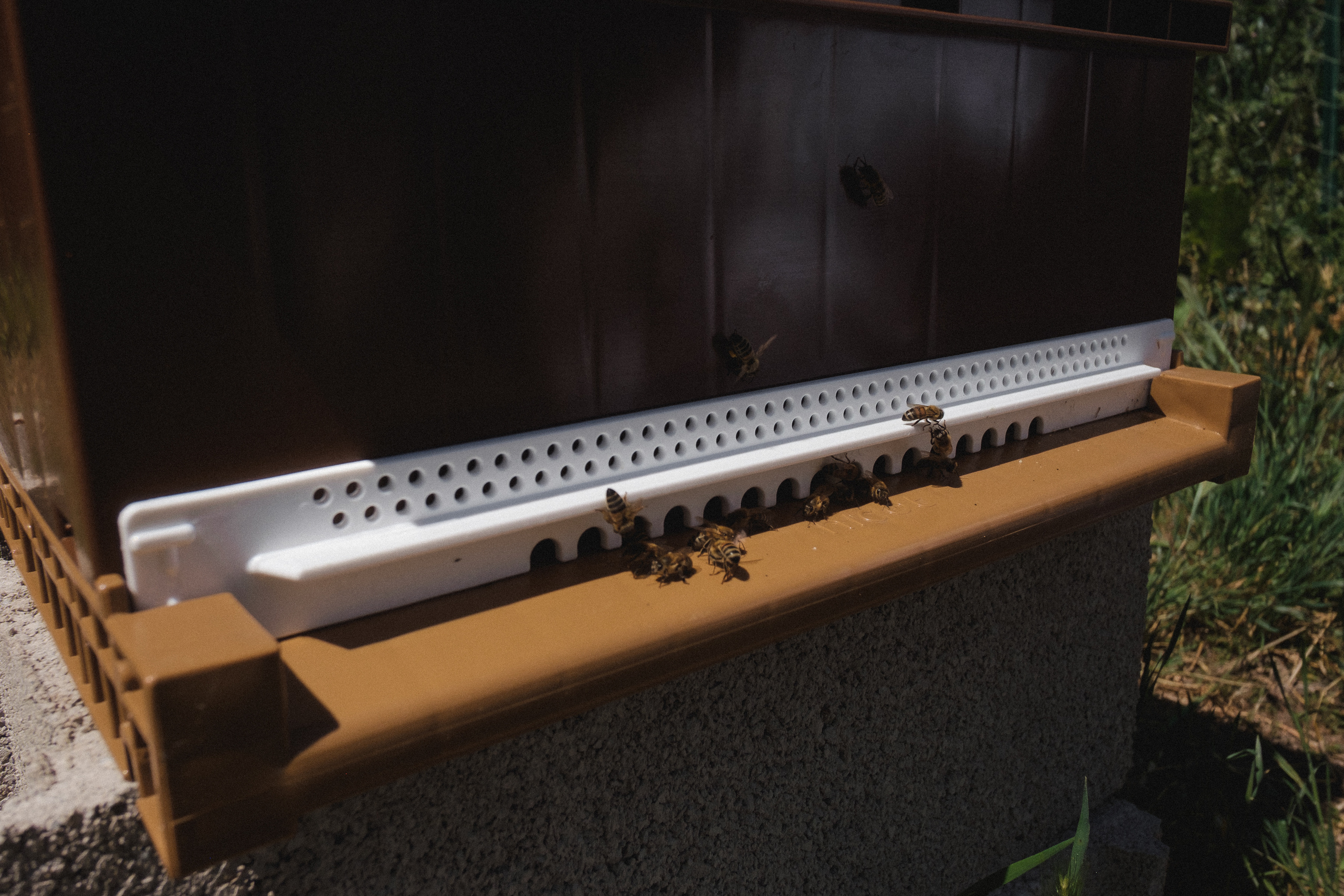 Пасека. Portrait and reportage photographer