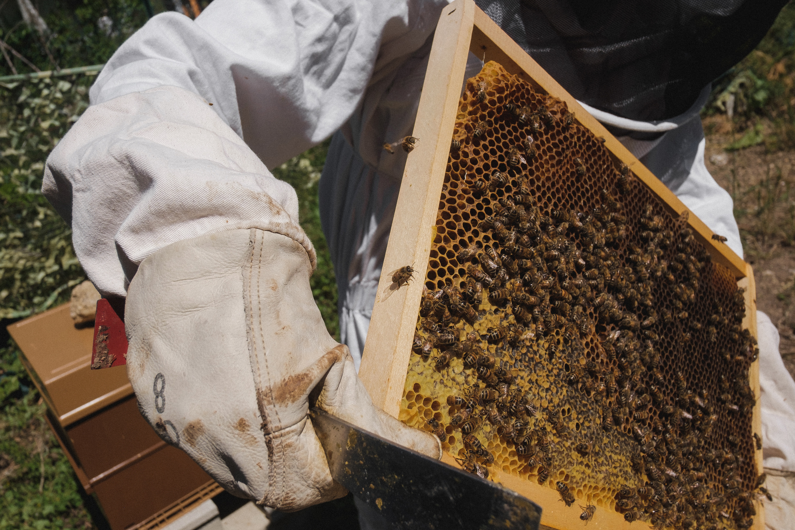 Пасека. Portrait and reportage photographer