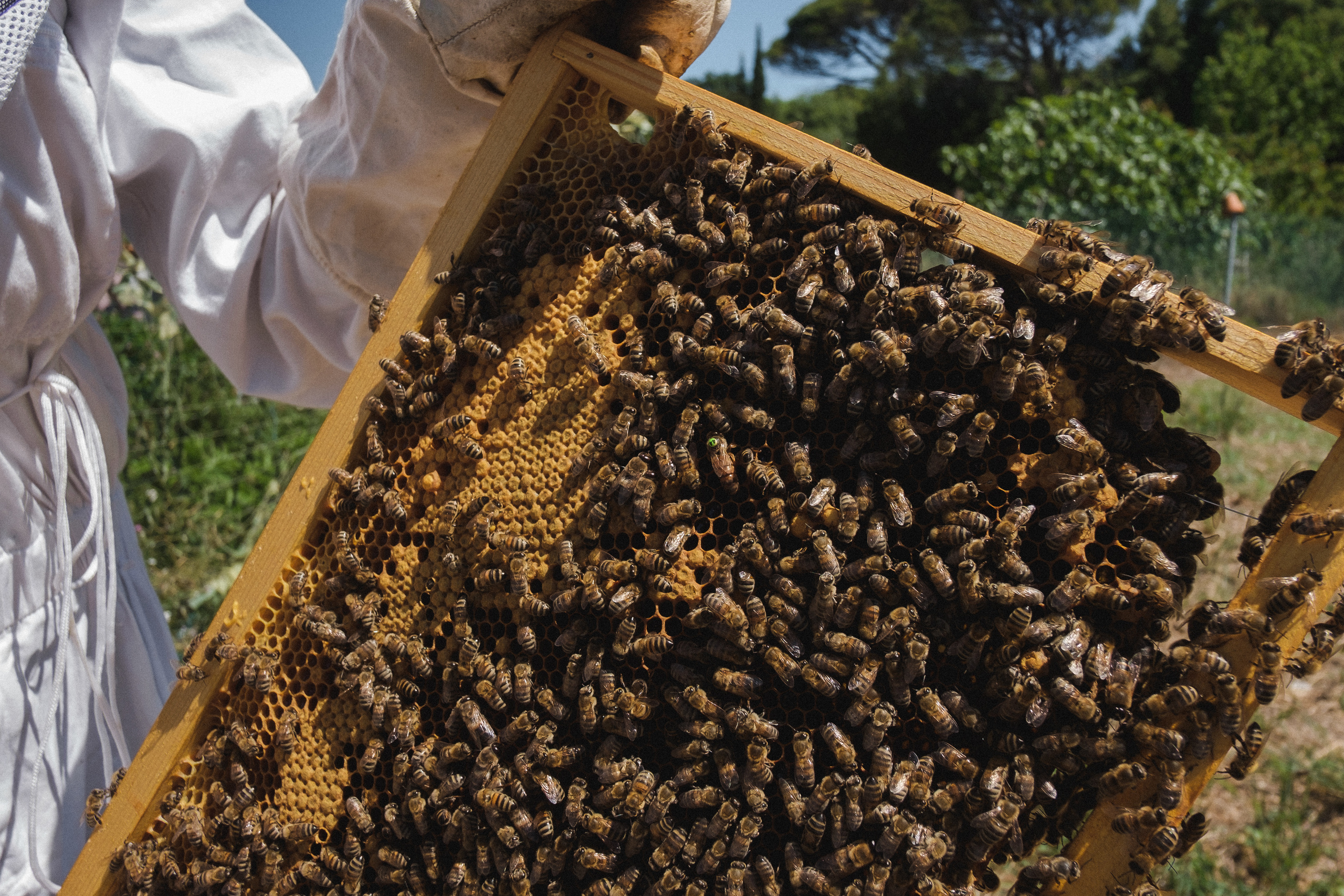Пасека. Portrait and reportage photographer