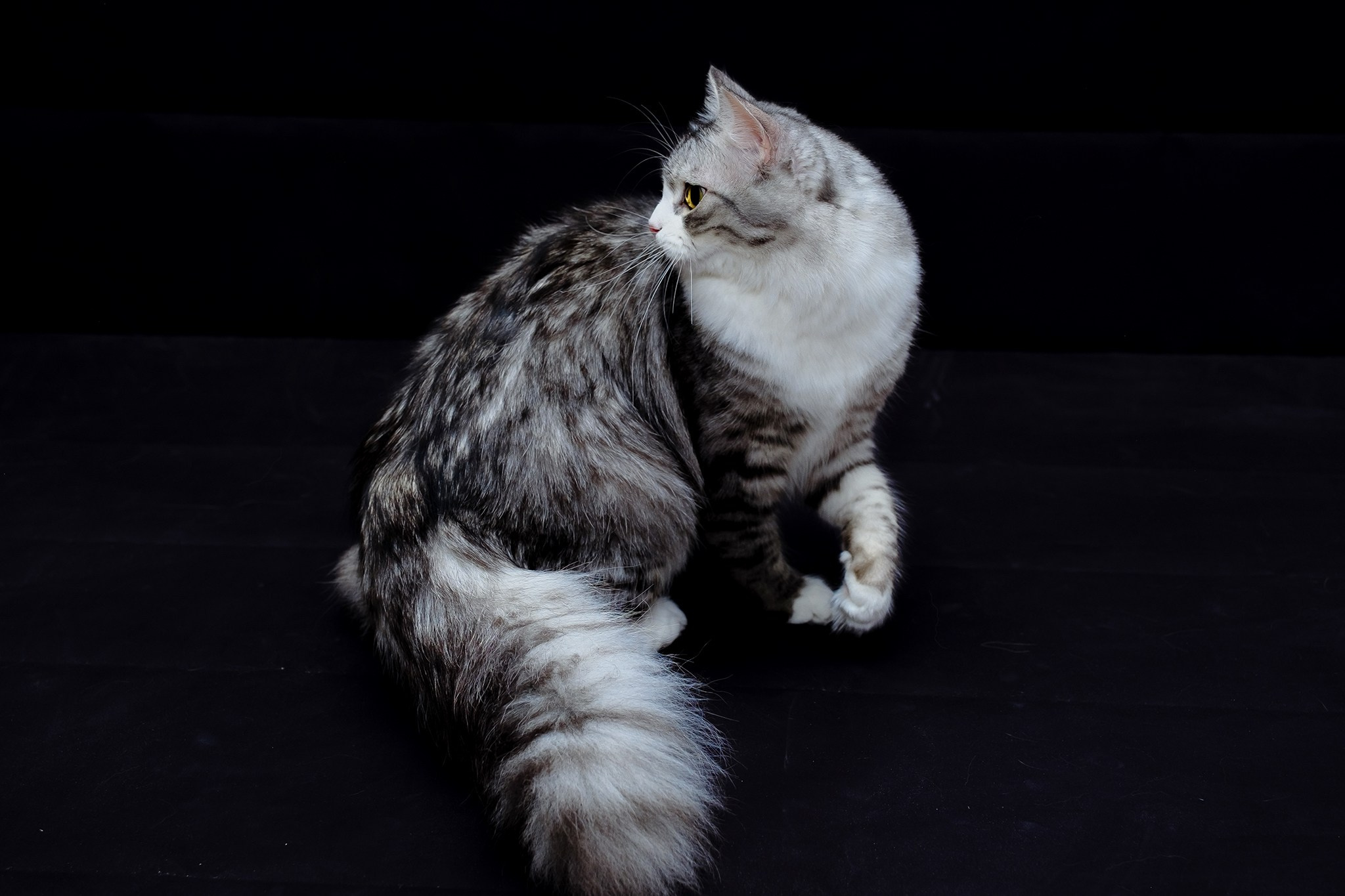 Katzen | Females. SIBERIALIS: Katzenzucht von Sibirischen und Neva Masquarade Katzen