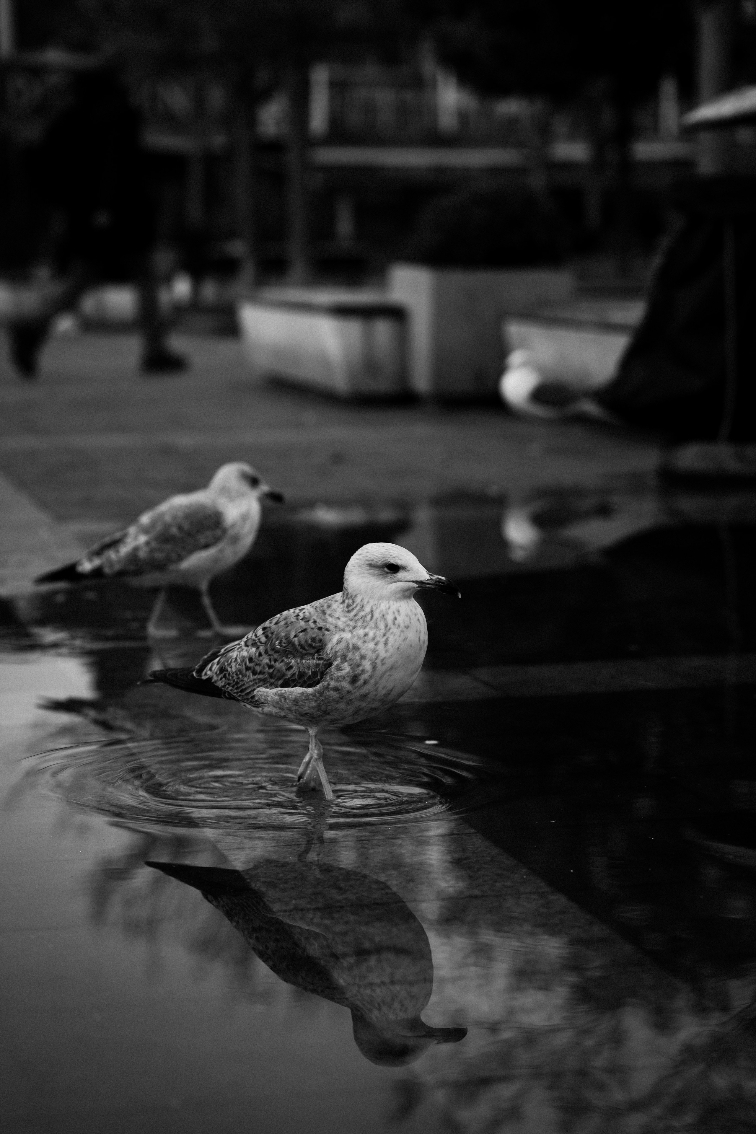 Стамбул. Фотопрогулки в Стамбуле