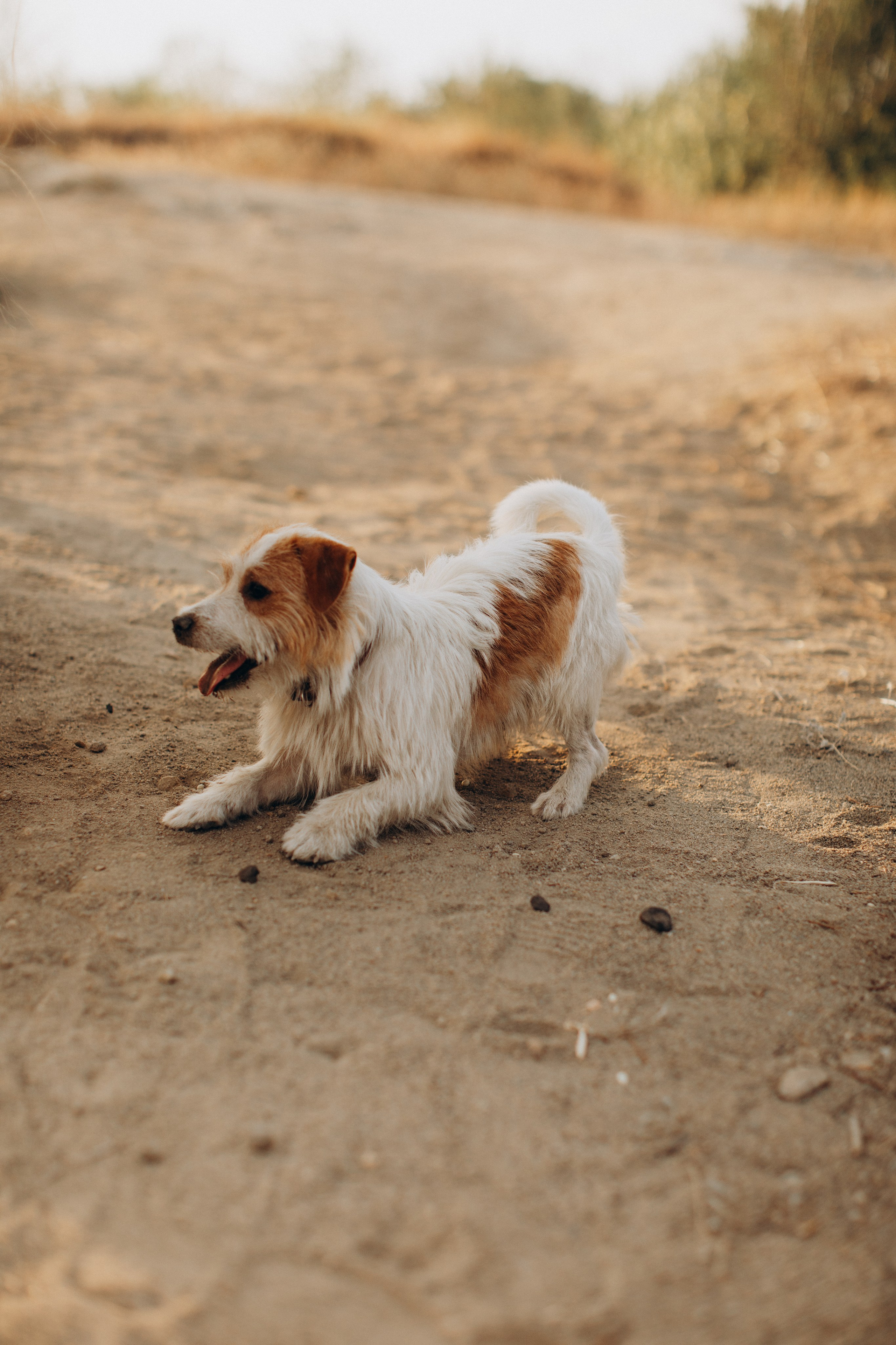 Ніколь Полінка Зіна Олександр. Сімейний фотограф Світлана Садовнікова