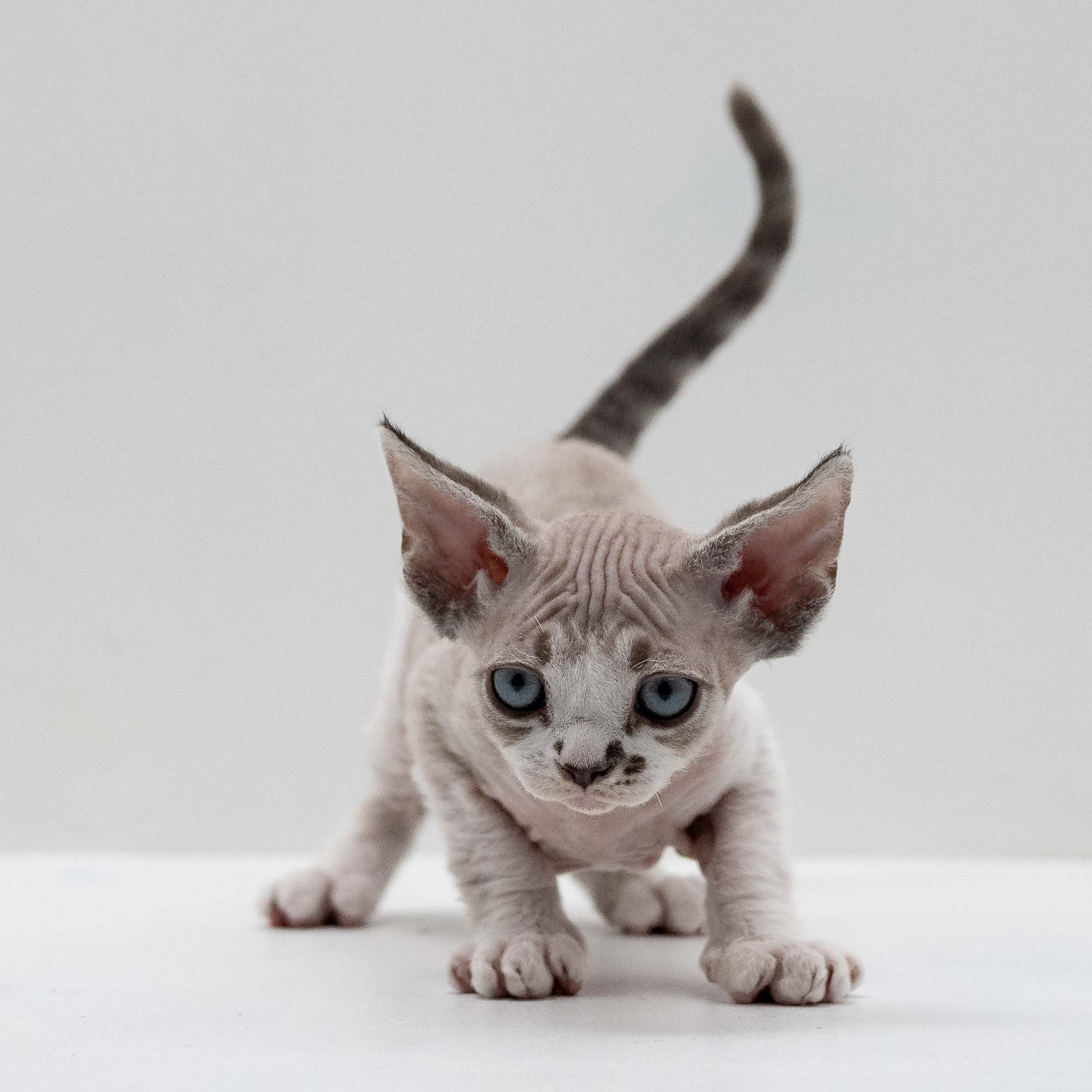 Frank, boy, born on 01.01.25. Devon Rex Pixie Cattery