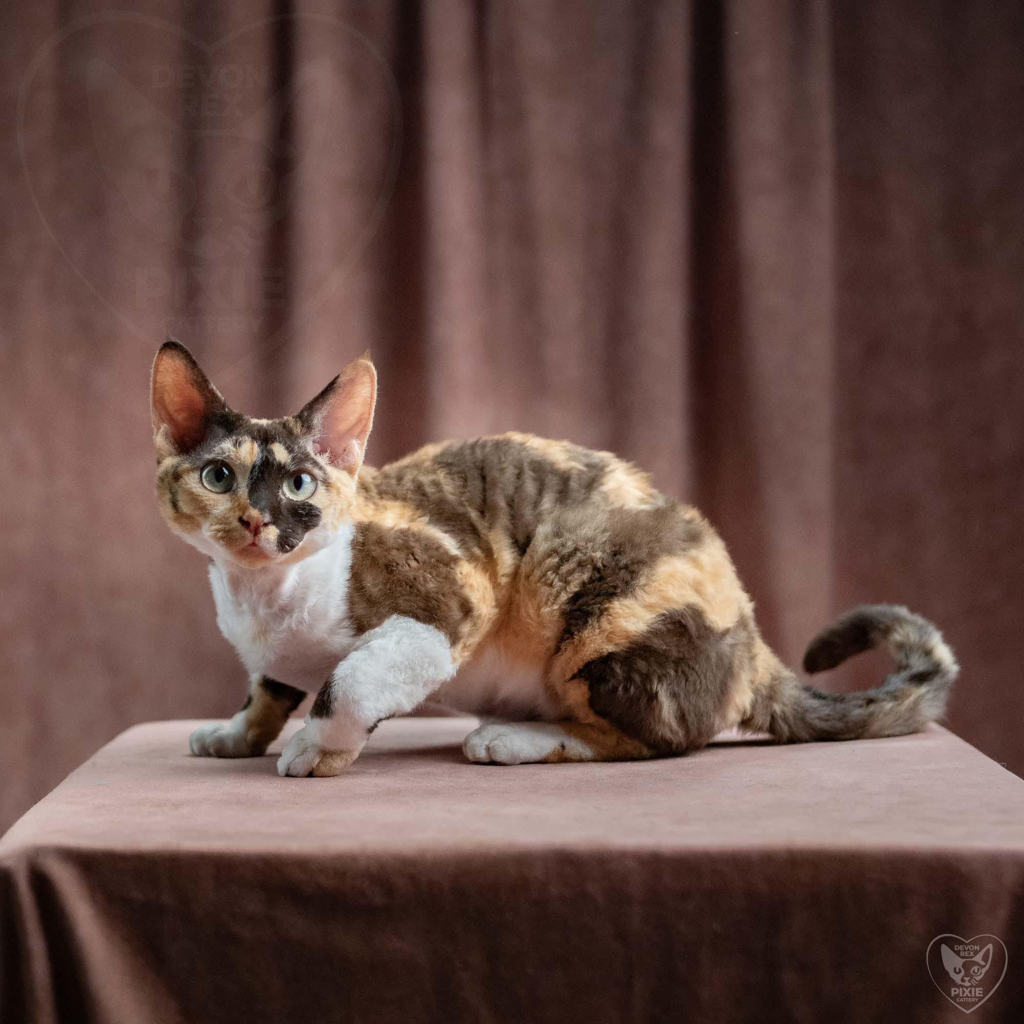 Malvina. Devon Rex Pixie Cattery