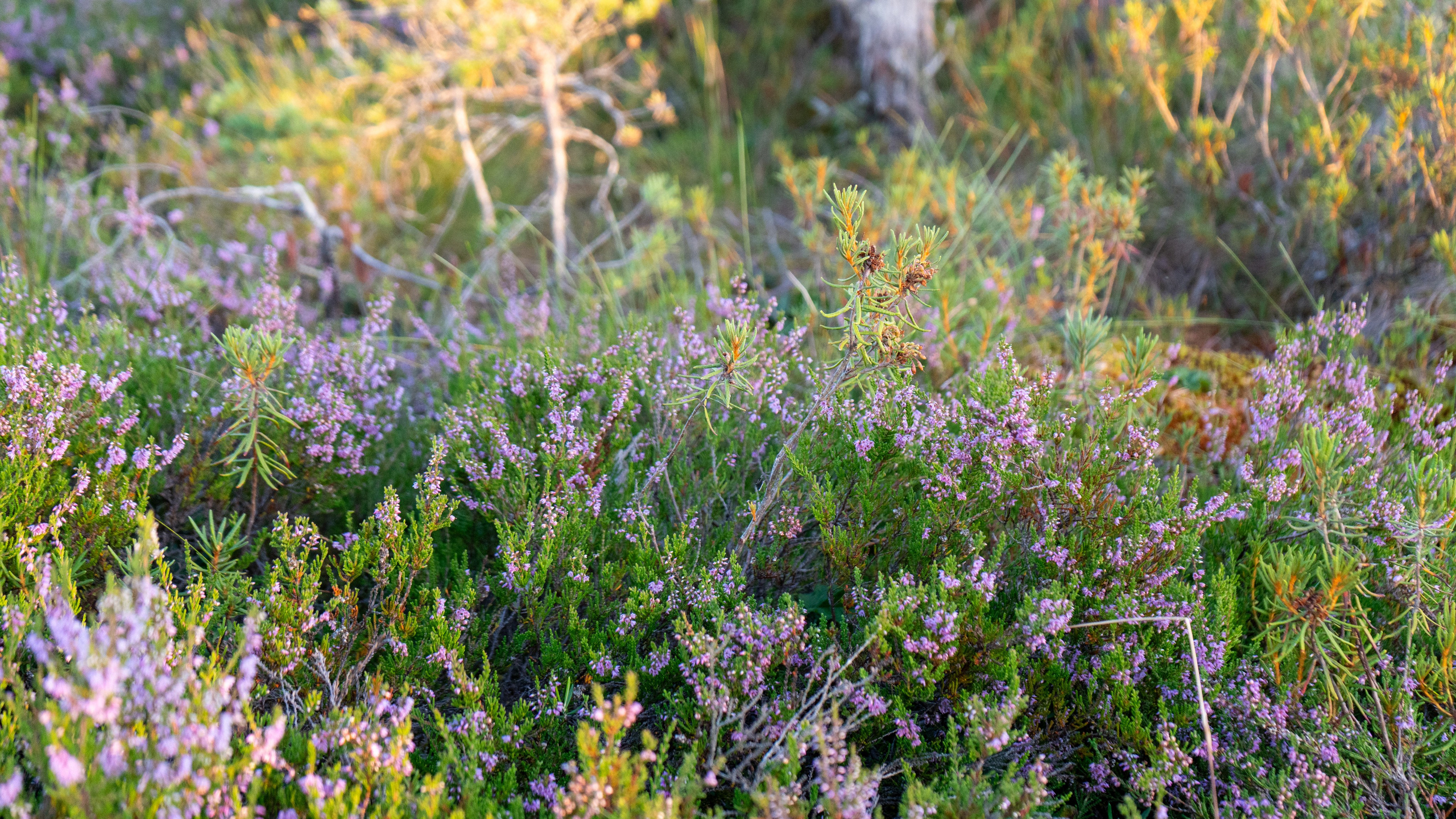 Whispers of Estonia. Photography | Videography | Marketing