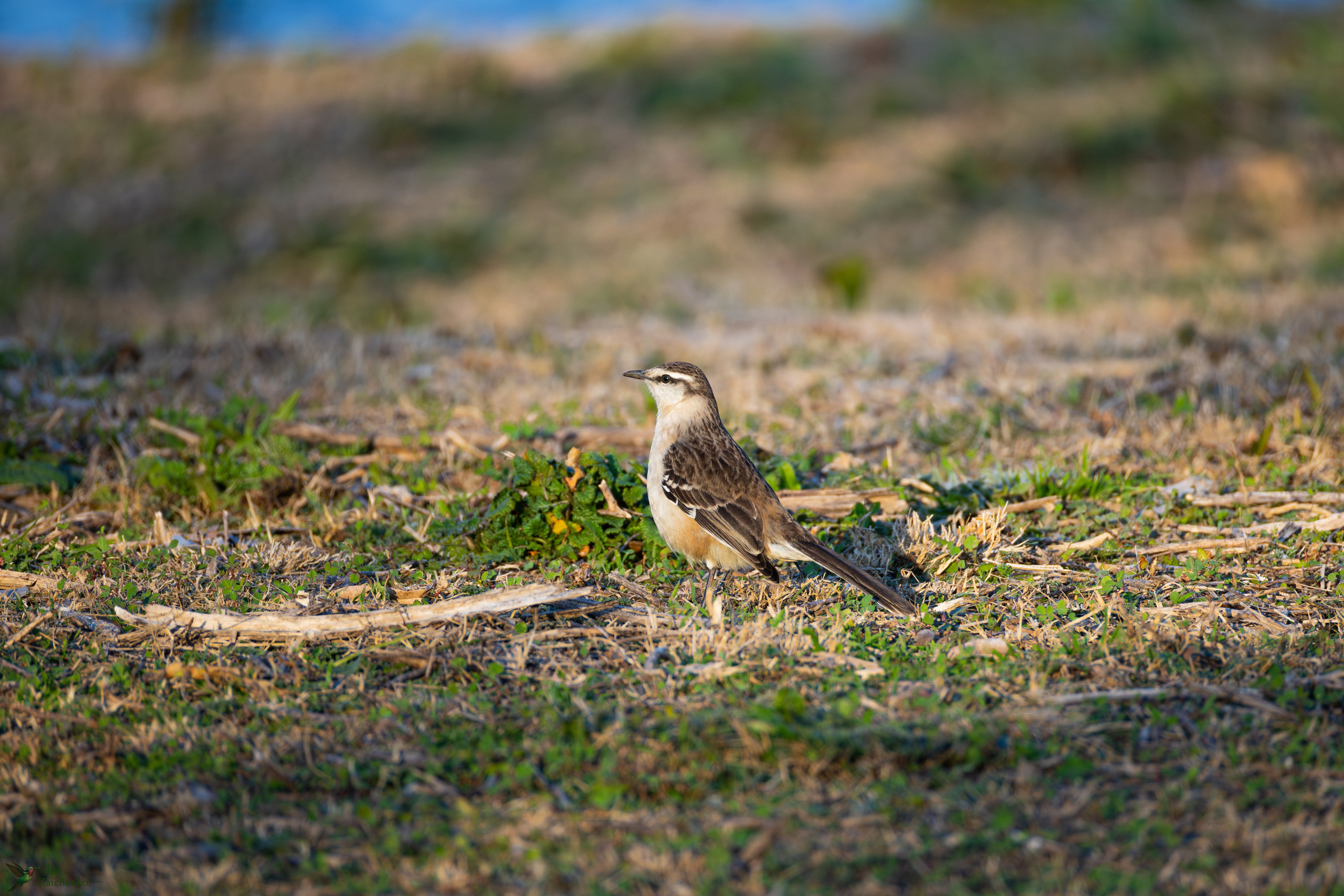 WildLife. Фотограф в Буэнос-Айресе