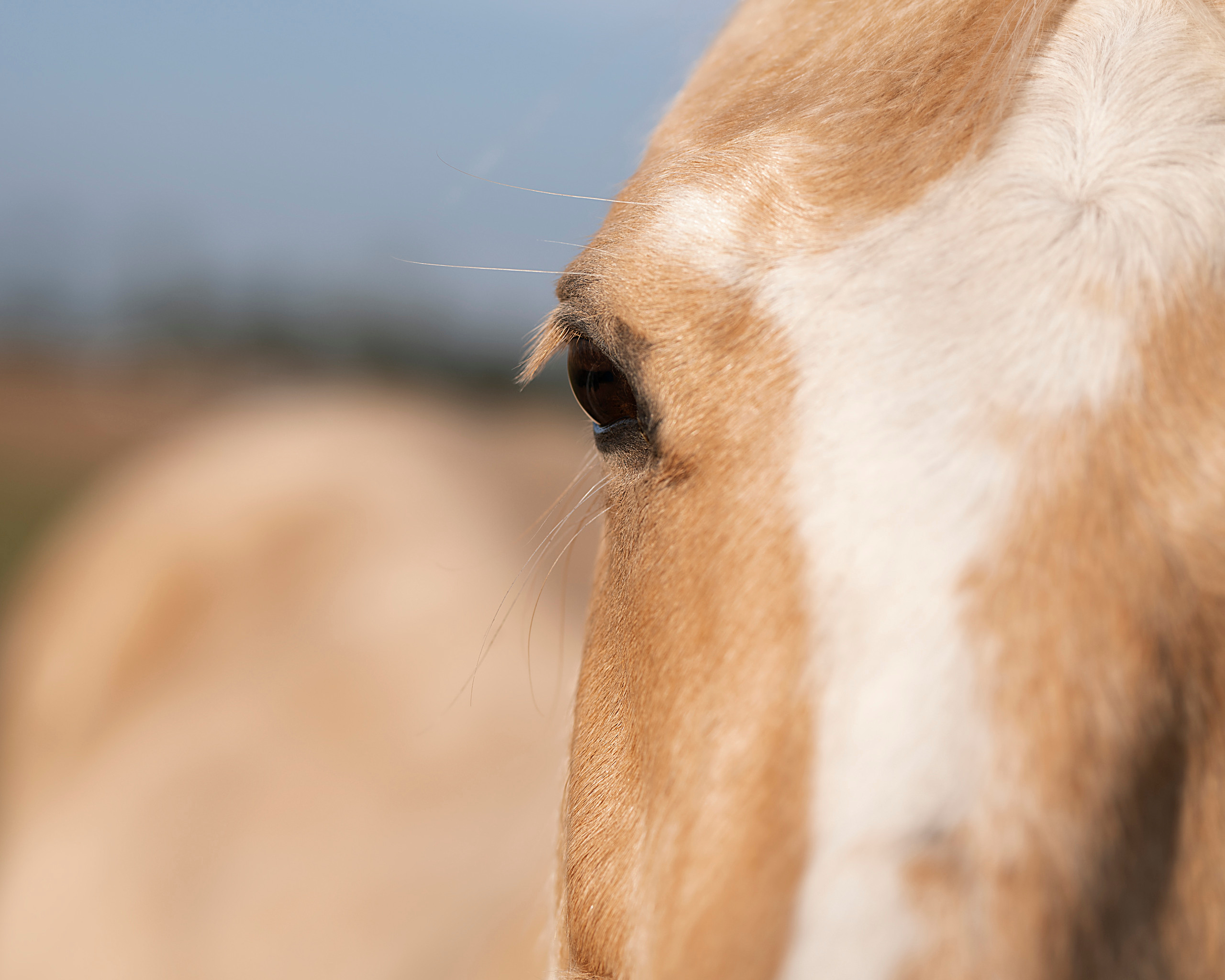 Family photographer Alice Green. Portrait, kids and family photographer in Wesley Chapel Alina Alice Osipova