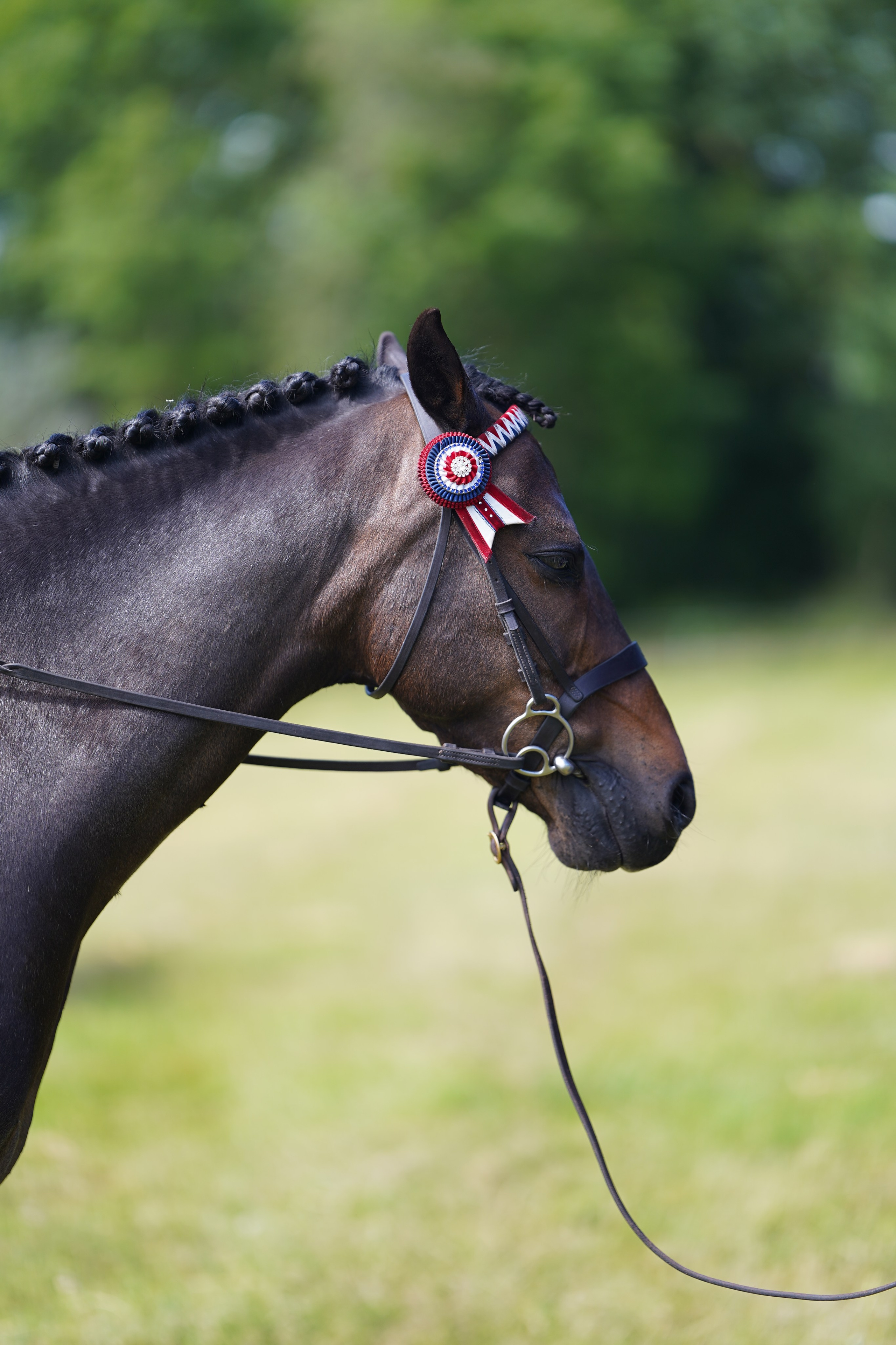 Headshots. Leicestershire Equine Photography by El | Authentic Equine Portraits & Events