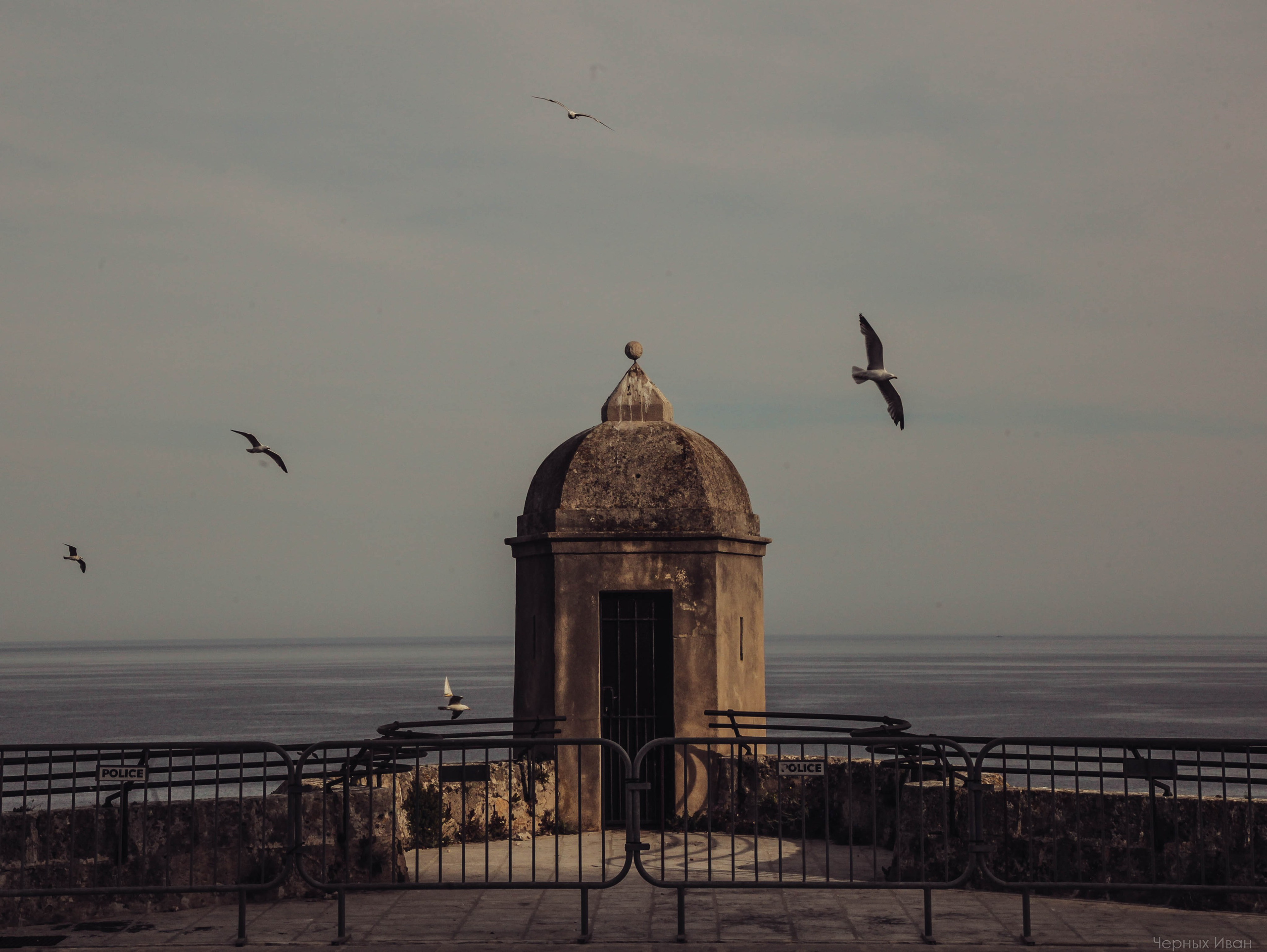 Пернатый психоз. Стрит-фотография, полная абсурда, идиотизма и красоты