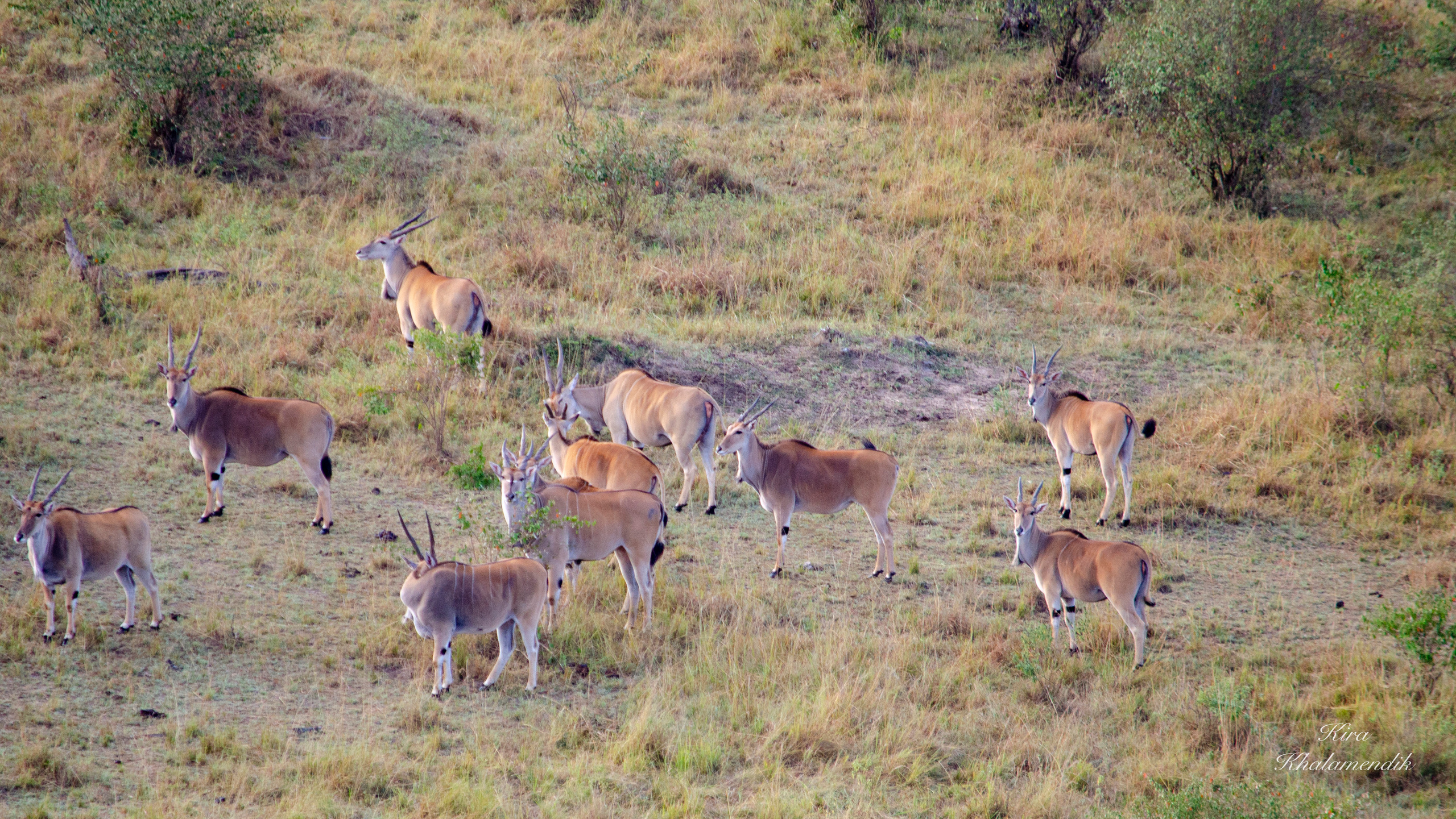 Afrique Centrale (paysages, animaux). Mannequins, design, decoration, handmade, photographe…