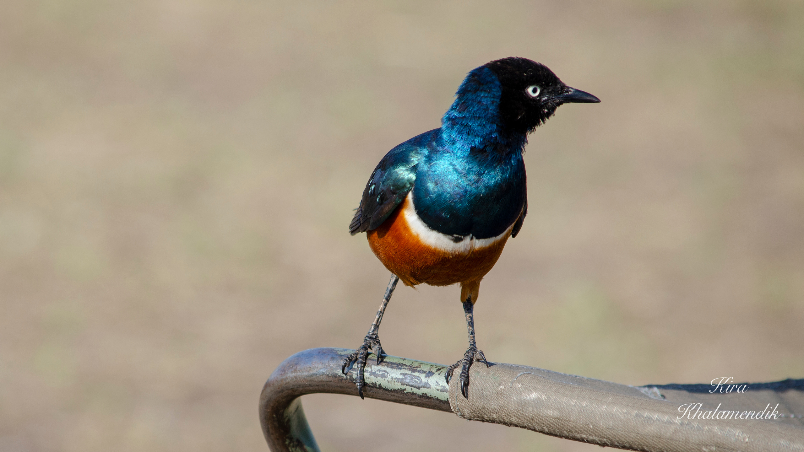 Afrique Centrale (paysages, animaux). Mannequins, design, decoration, handmade, photographe…