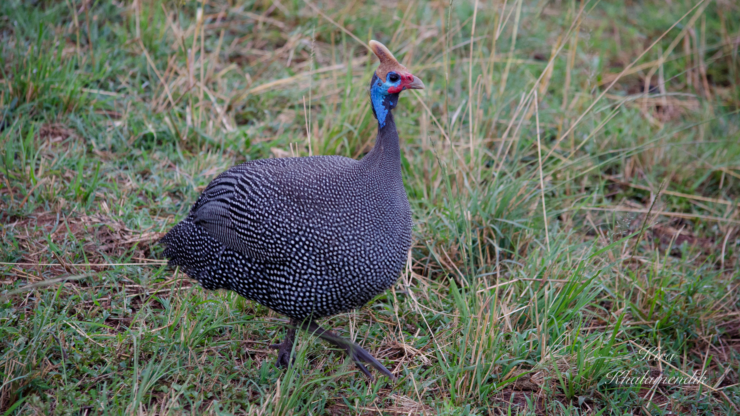 Afrique Centrale (paysages, animaux). Mannequins, design, decoration, handmade, photographe…