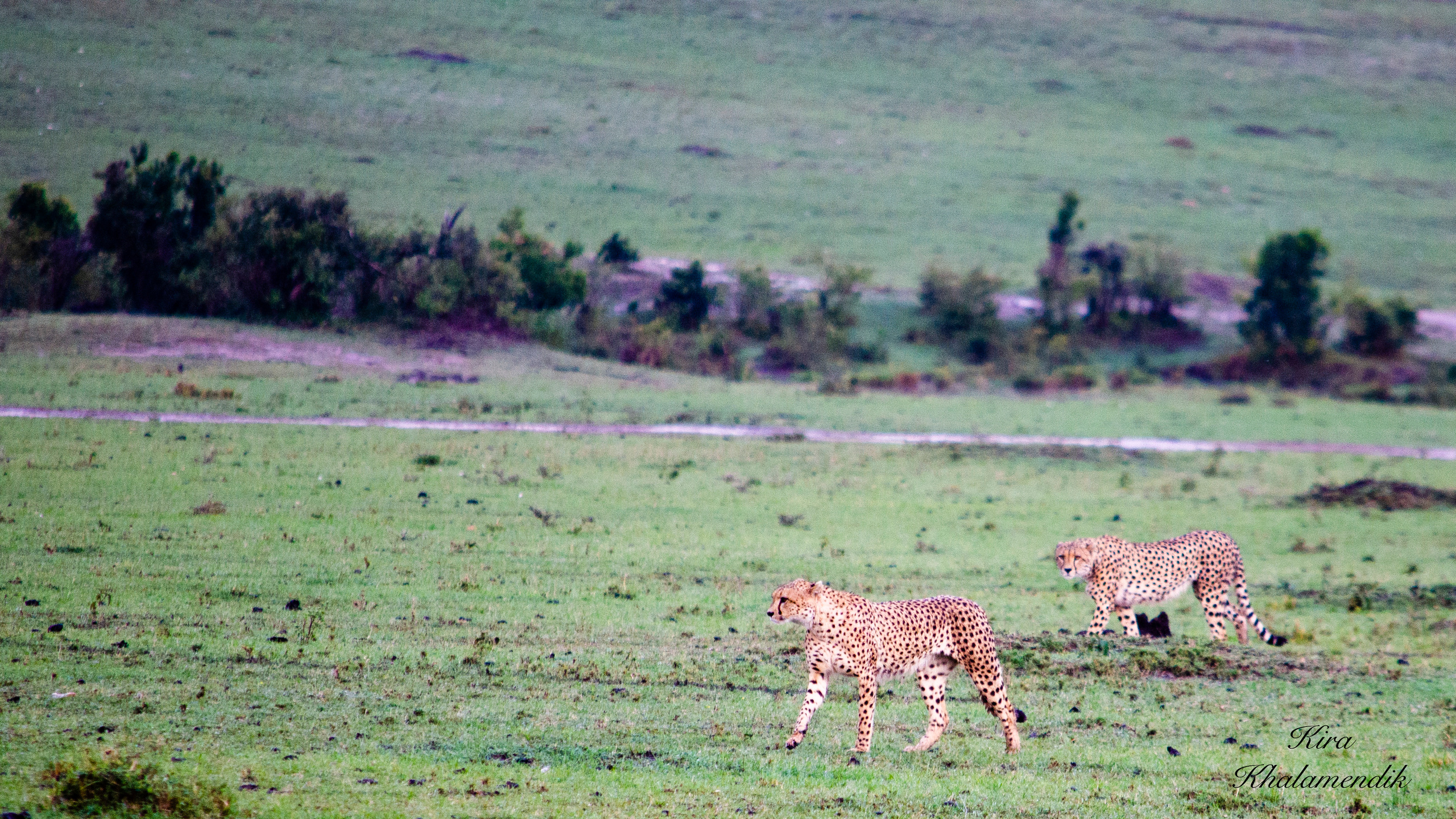 Afrique Centrale (paysages, animaux). Mannequins, design, decoration, handmade, photographe…