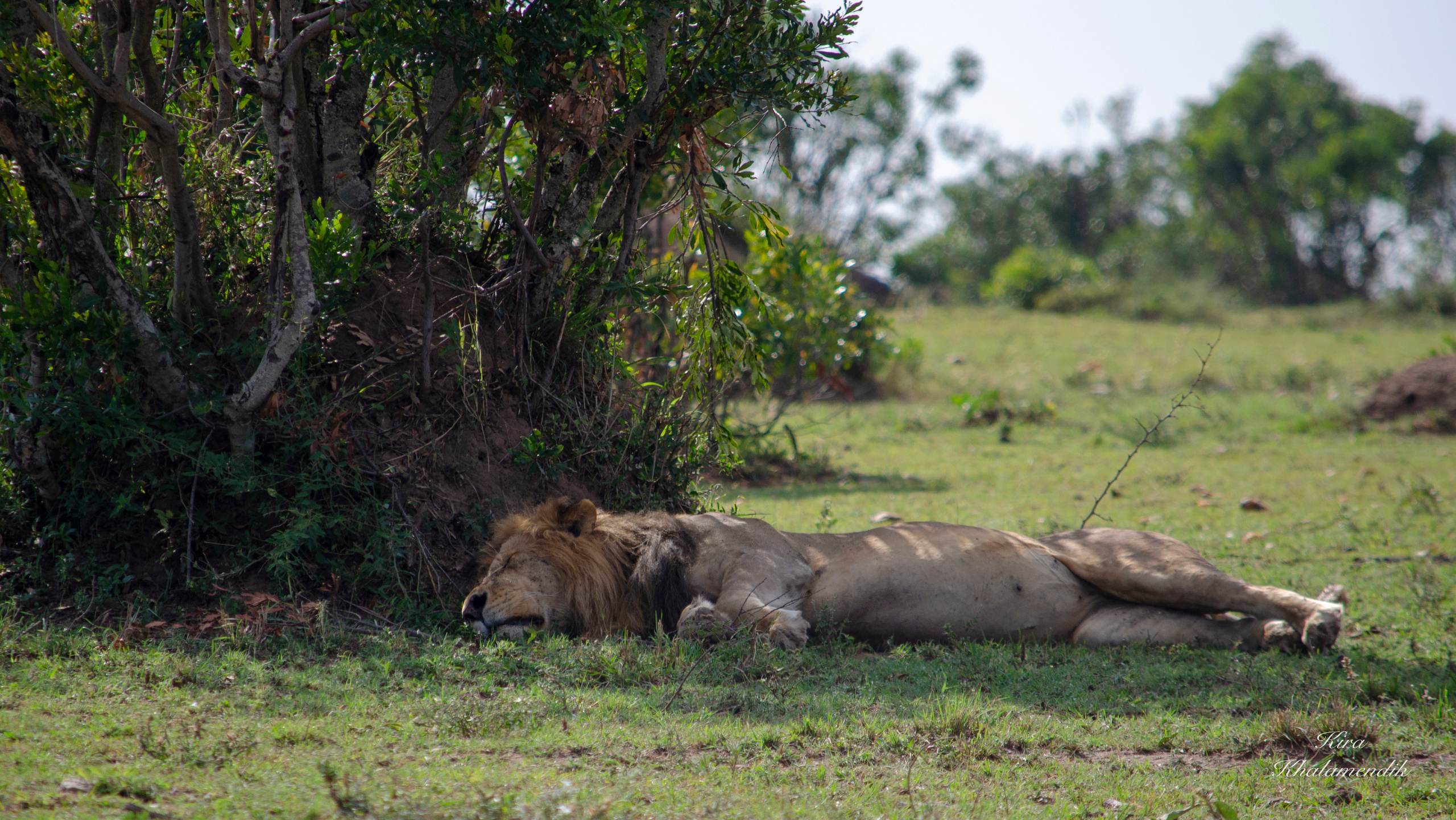 Afrique Centrale (paysages, animaux). Mannequins, design, decoration, handmade, photographe…