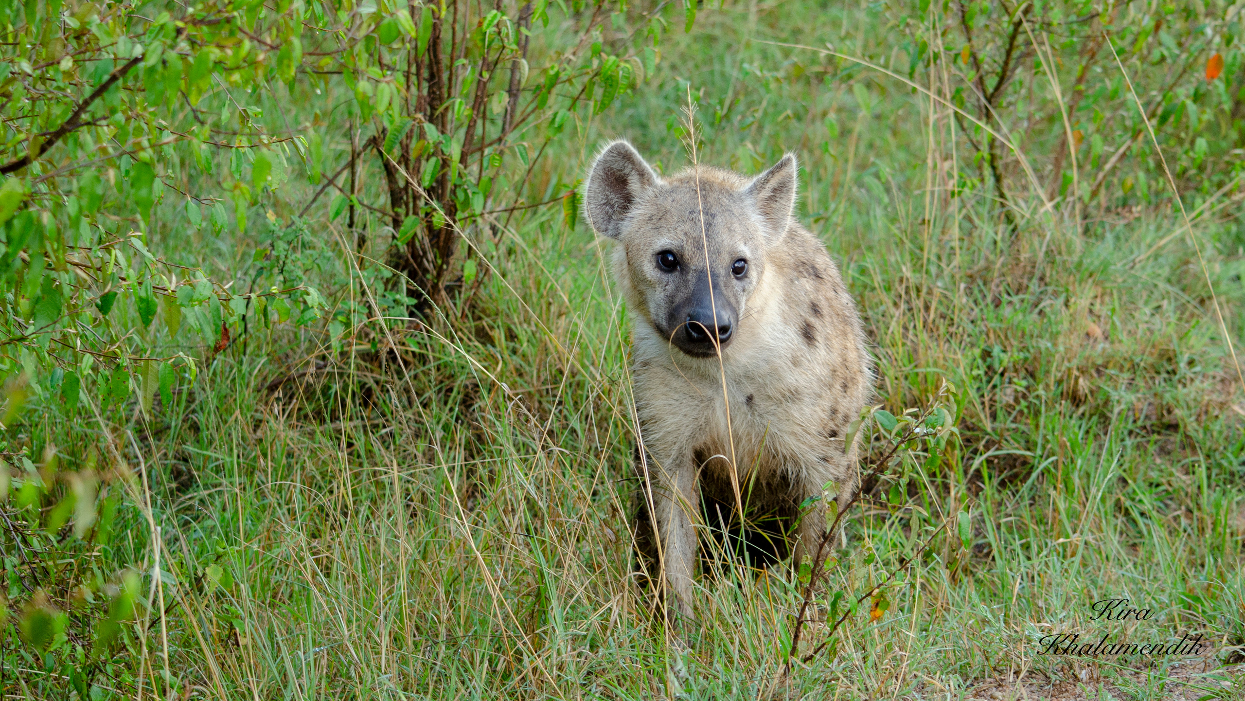Afrique Centrale (paysages, animaux). Mannequins, design, decoration, handmade, photographe…