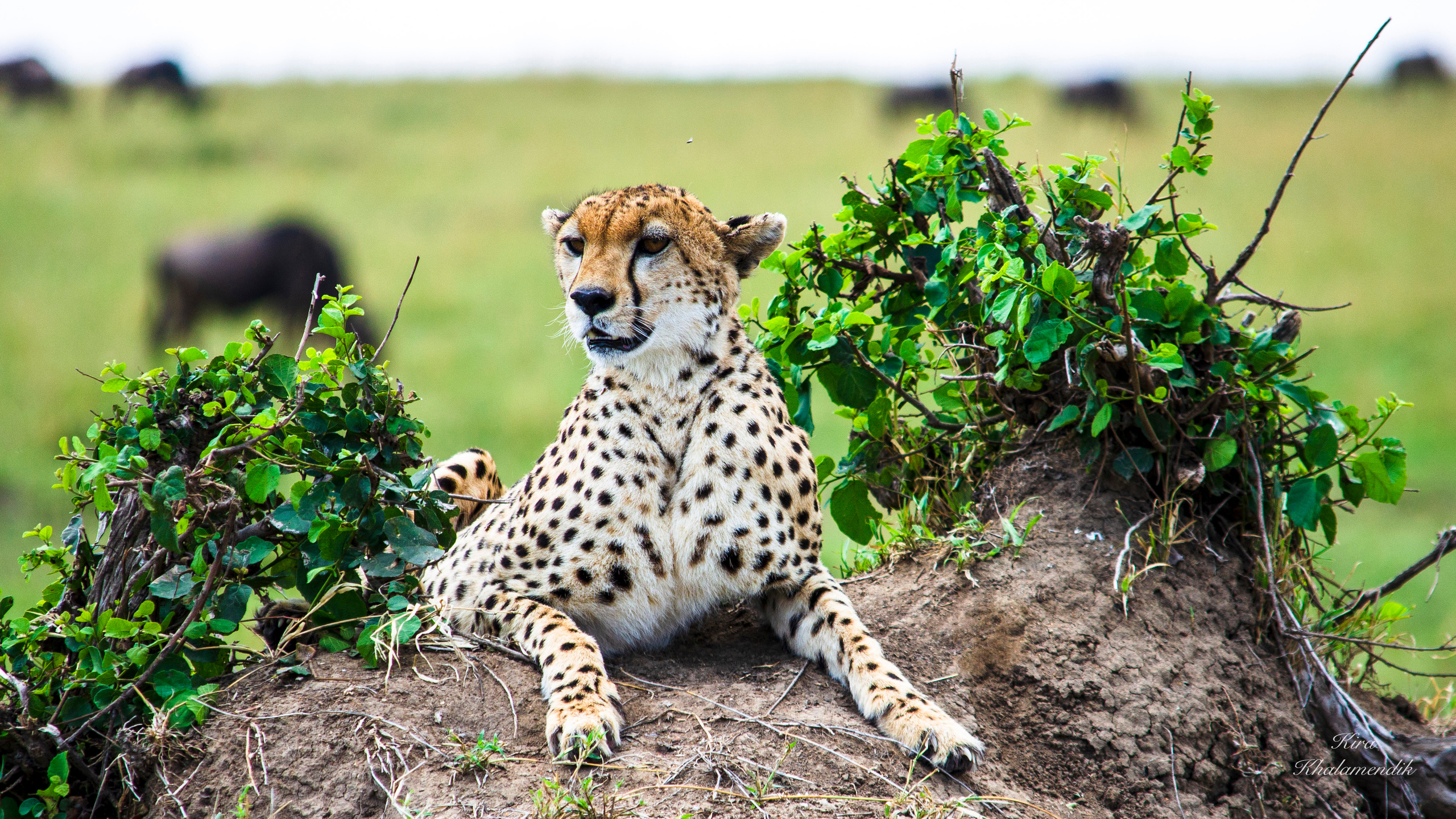 Afrique Centrale (paysages, animaux). Mannequins, design, decoration, handmade, photographe…