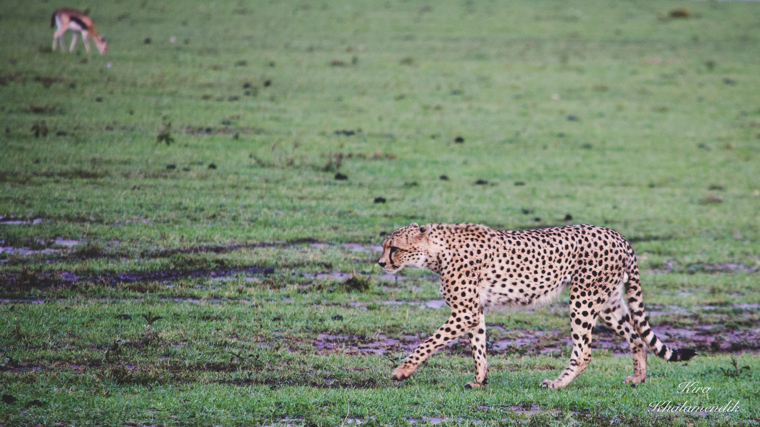Afrique Centrale (paysages, animaux). Mannequins, design, decoration, handmade, photographe…