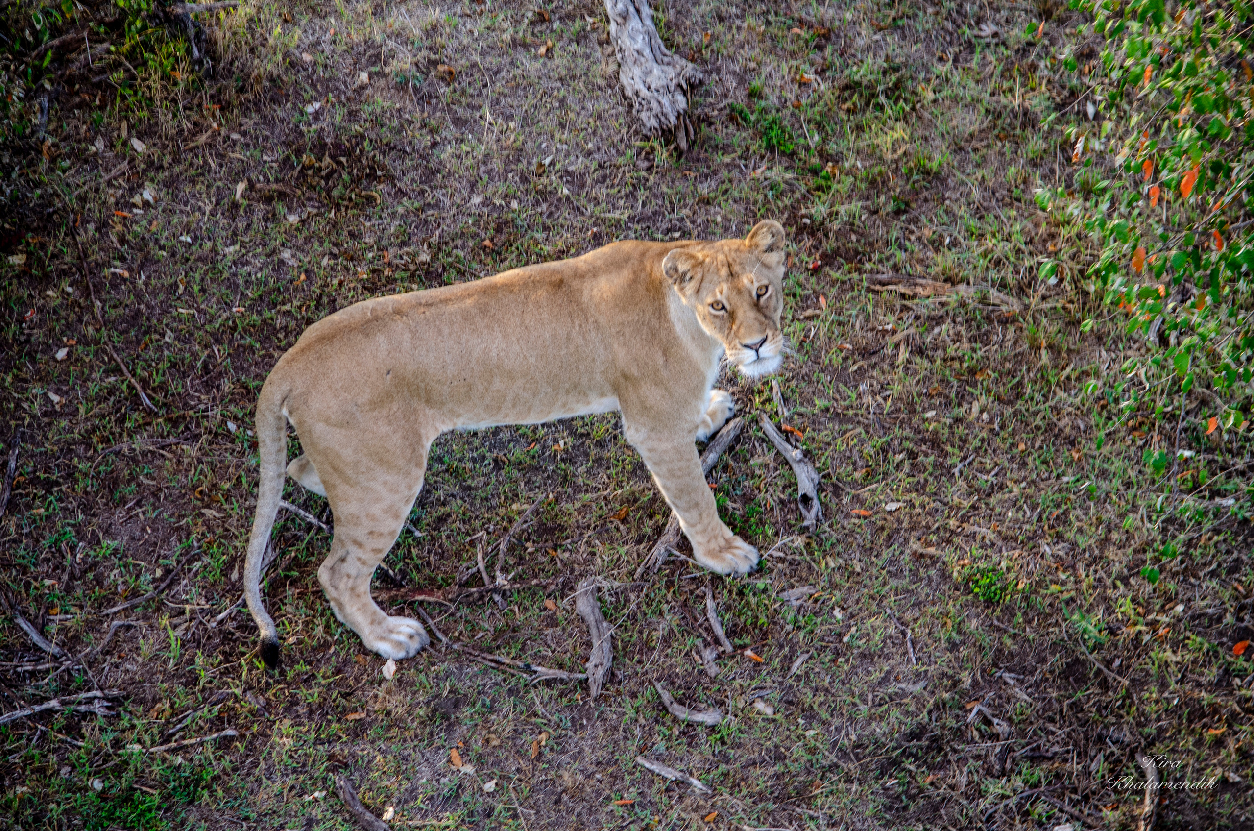 Afrique Centrale (paysages, animaux). Mannequins, design, decoration, handmade, photographe…