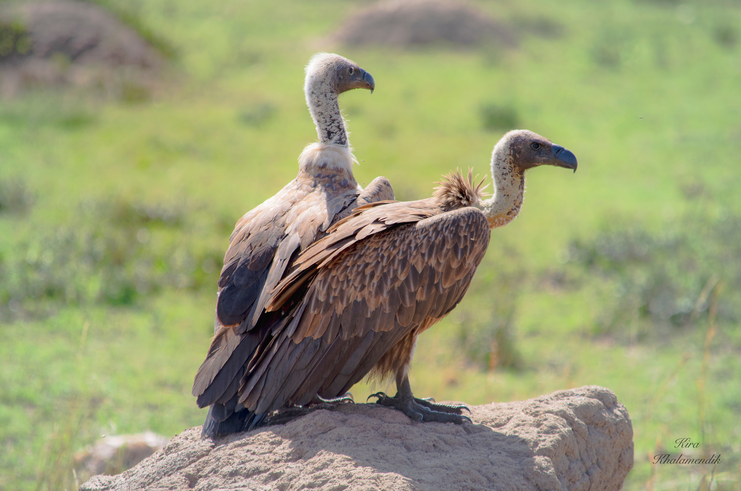 Afrique Centrale (paysages, animaux). Mannequins, design, decoration, handmade, photographe…