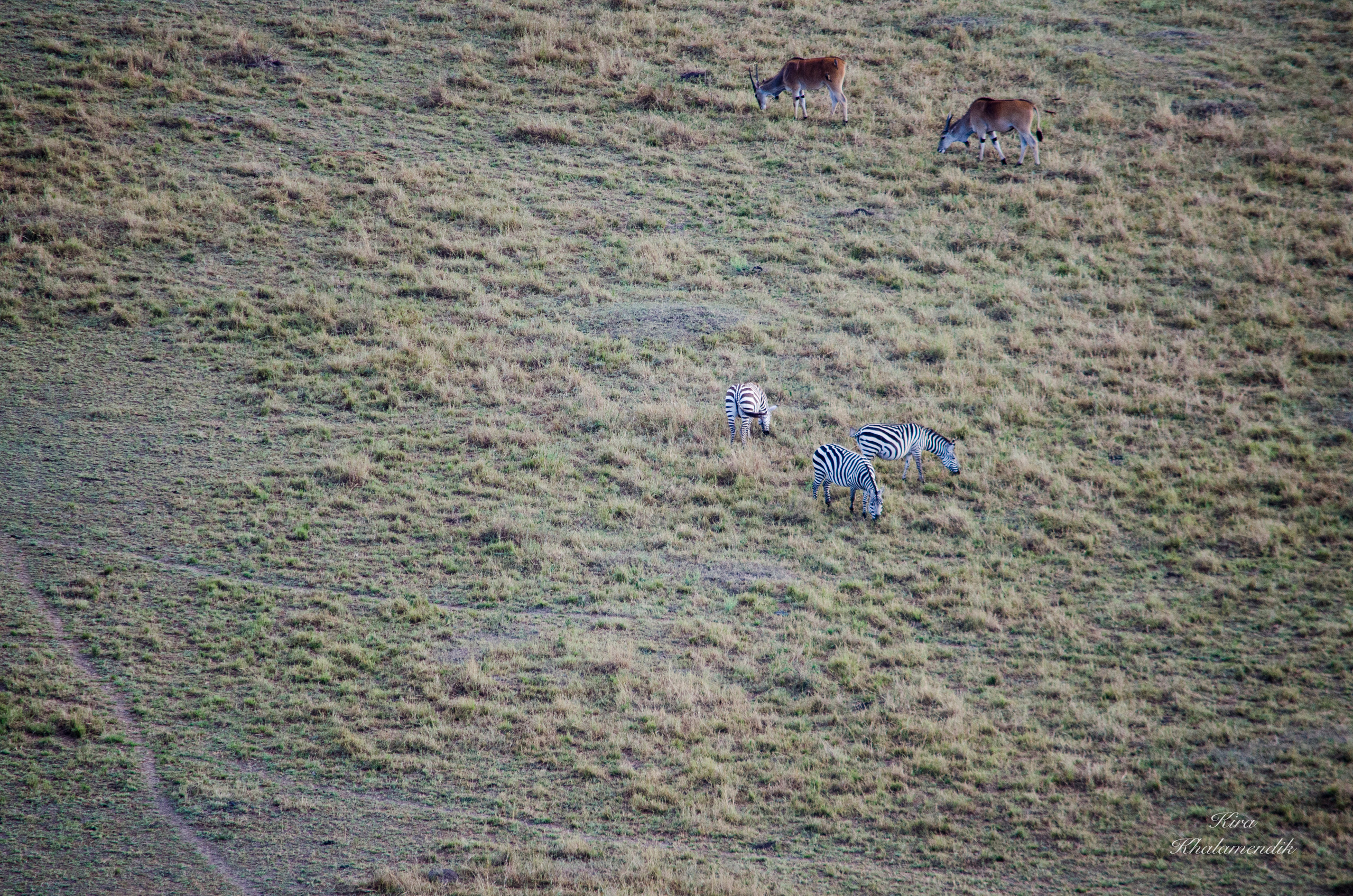 Afrique Centrale (paysages, animaux). Mannequins, design, decoration, handmade, photographe…