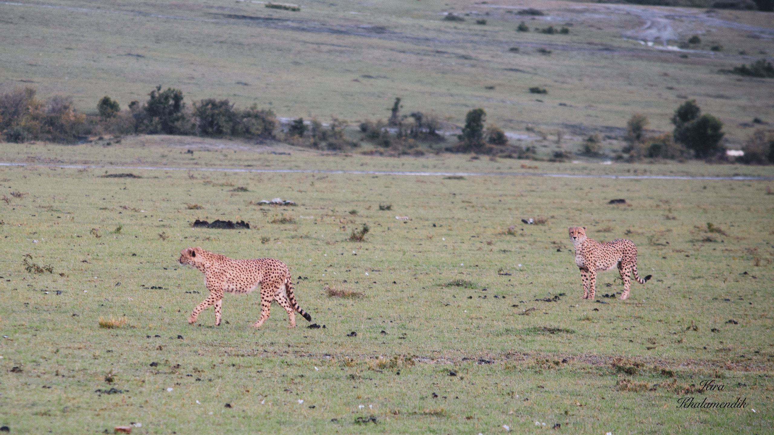 Afrique Centrale (paysages, animaux). Mannequins, design, decoration, handmade, photographe…