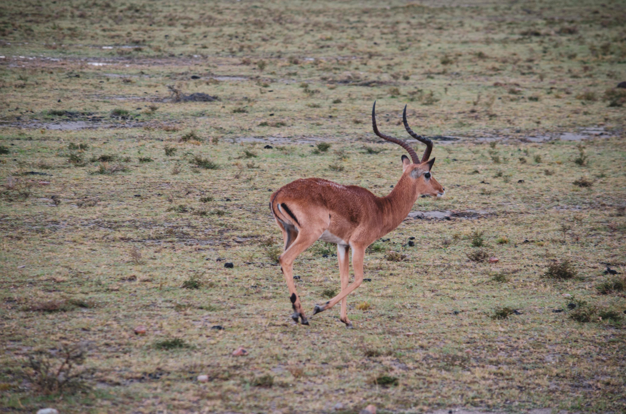 Afrique Centrale (paysages, animaux). Mannequins, design, decoration, handmade, photographe…