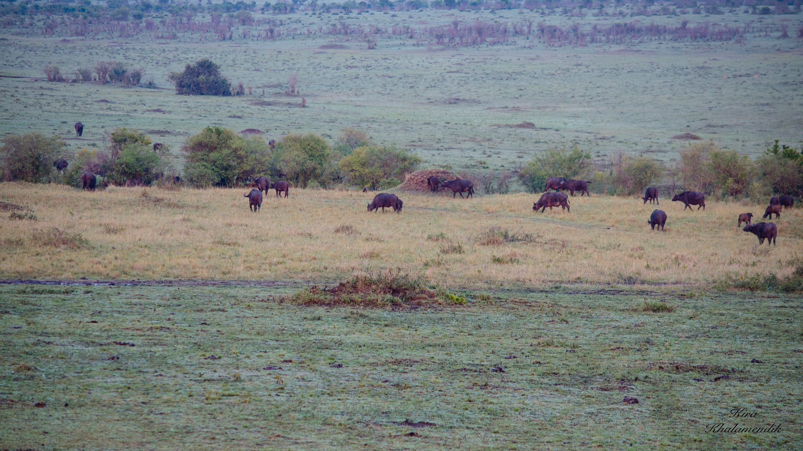 Afrique Centrale (paysages, animaux). Mannequins, design, decoration, handmade, photographe…