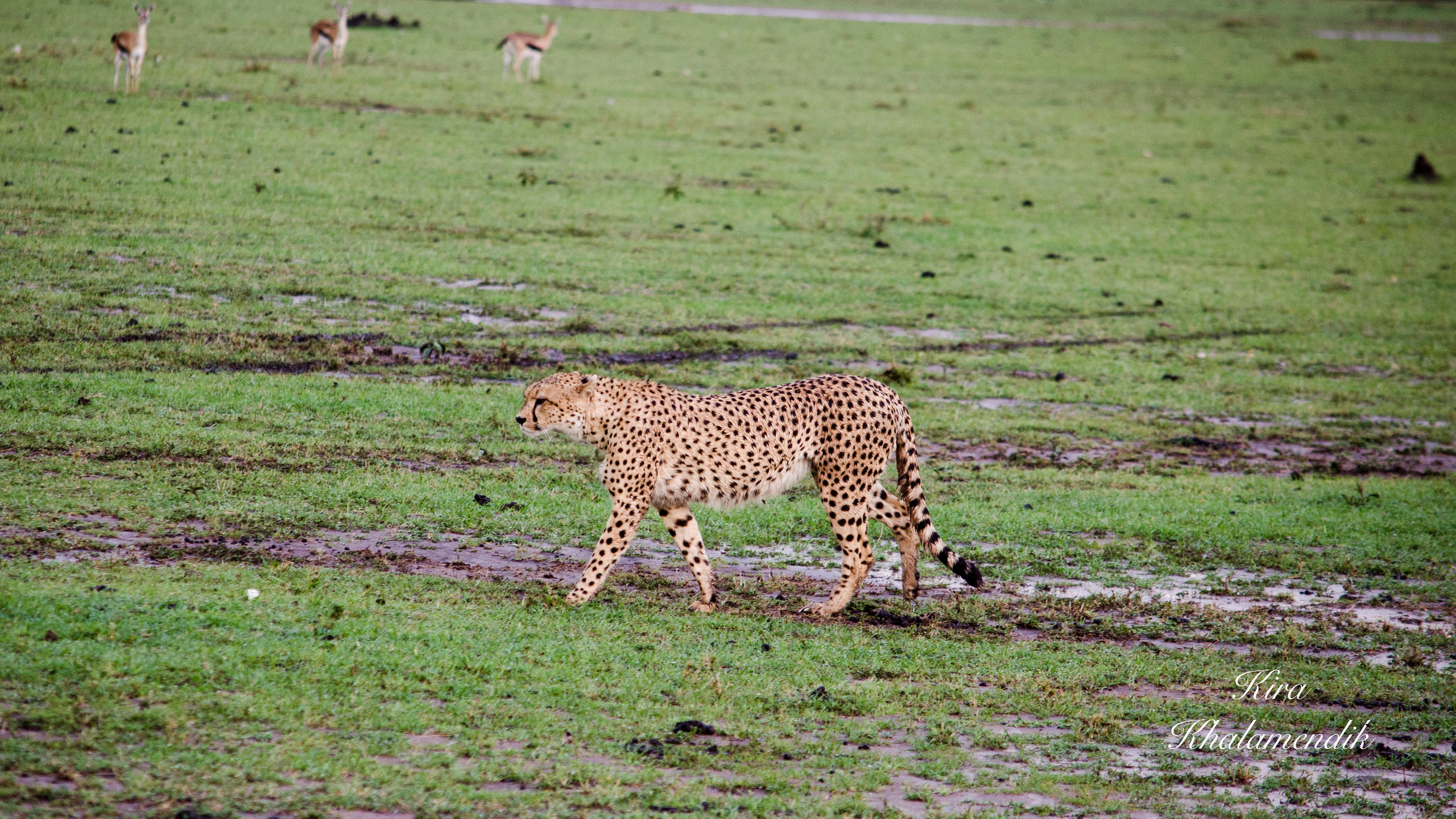 Afrique Centrale (paysages, animaux). Mannequins, design, decoration, handmade, photographe…