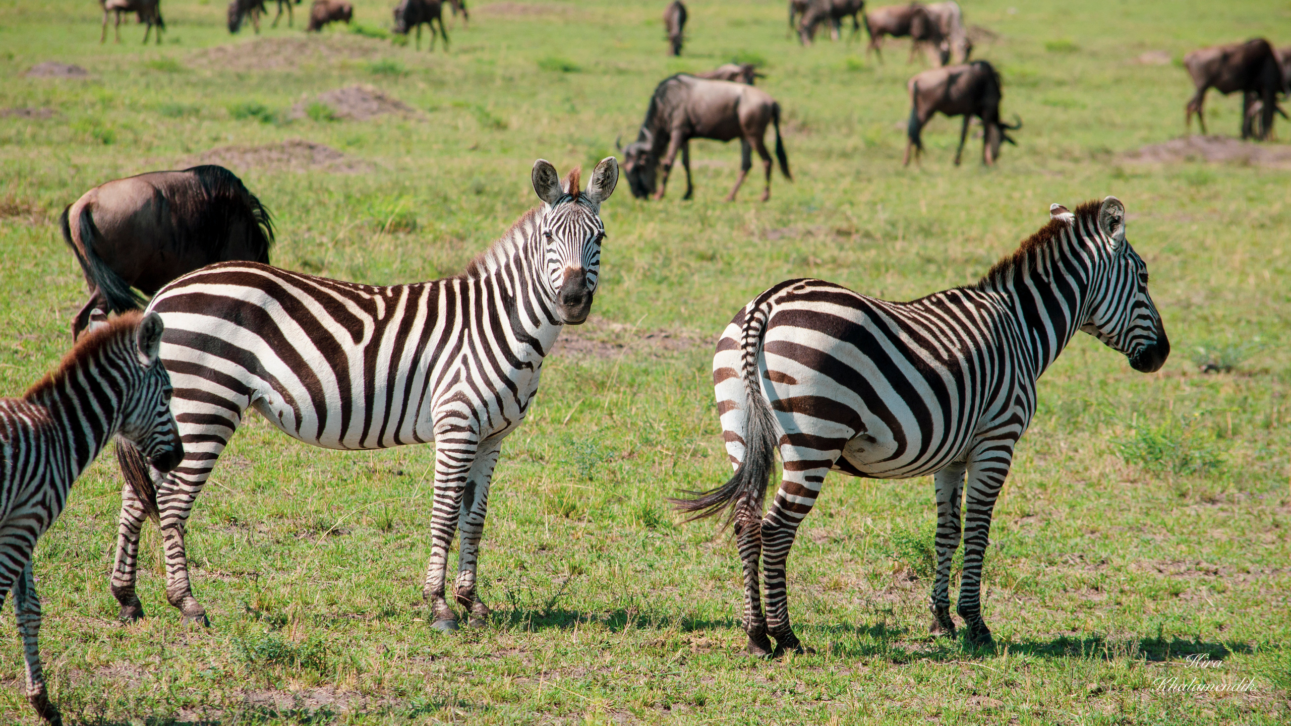 Afrique Centrale (paysages, animaux). Mannequins, design, decoration, handmade, photographe…