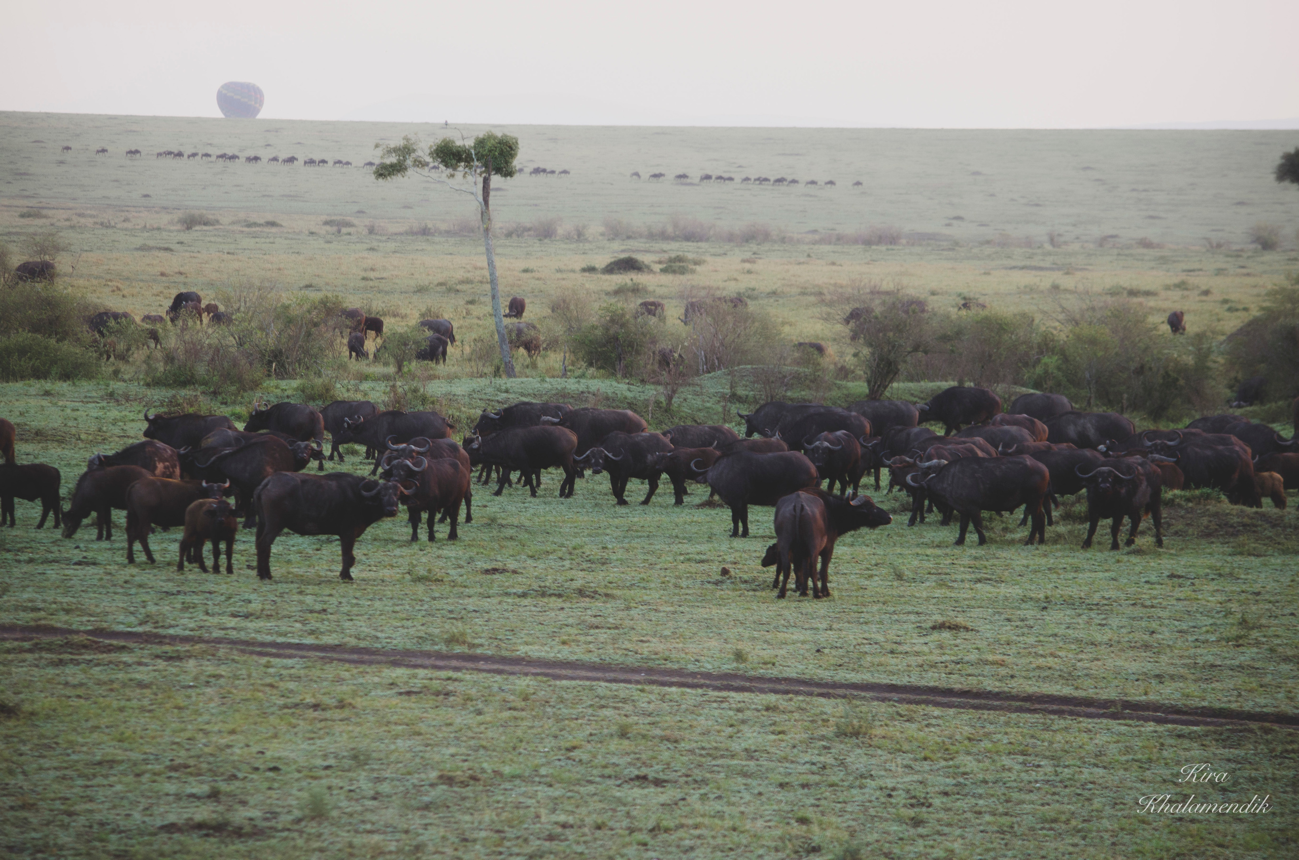 Afrique Centrale (paysages, animaux). Mannequins, design, decoration, handmade, photographe…