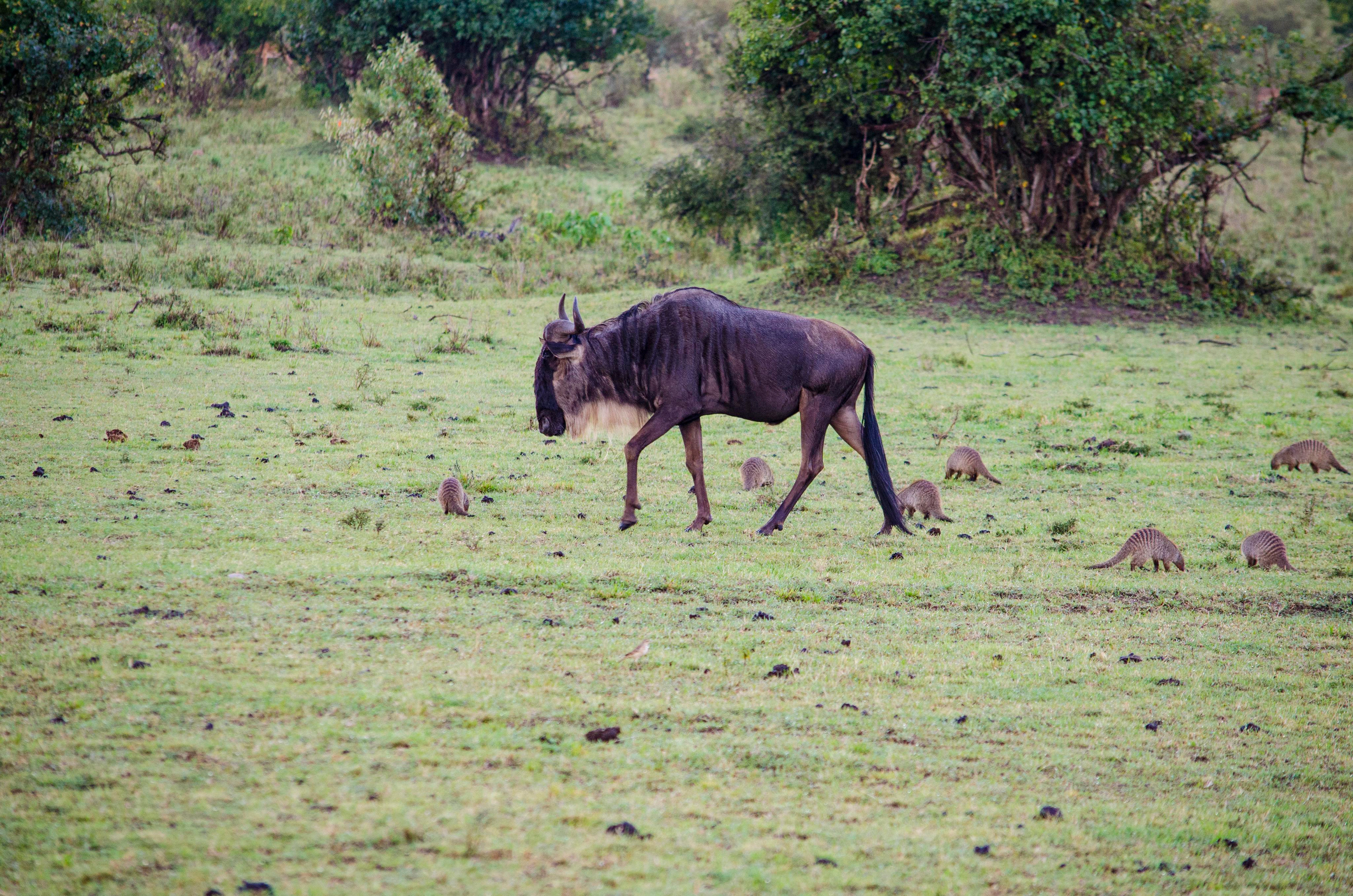 Afrique Centrale (paysages, animaux). Mannequins, design, decoration, handmade, photographe…
