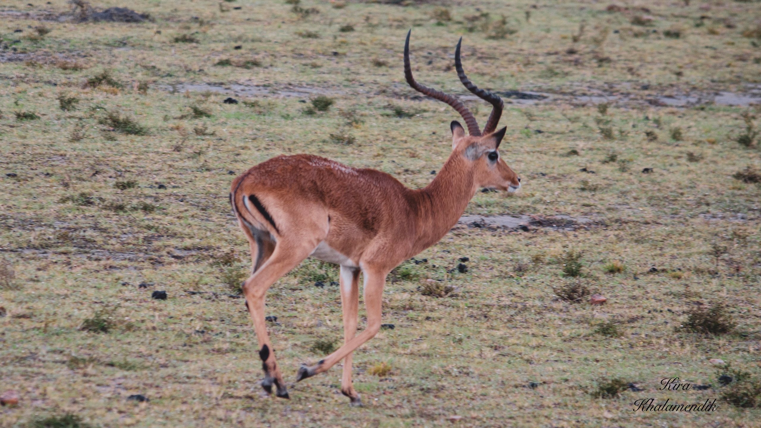 Afrique Centrale (paysages, animaux). Mannequins, design, decoration, handmade, photographe…