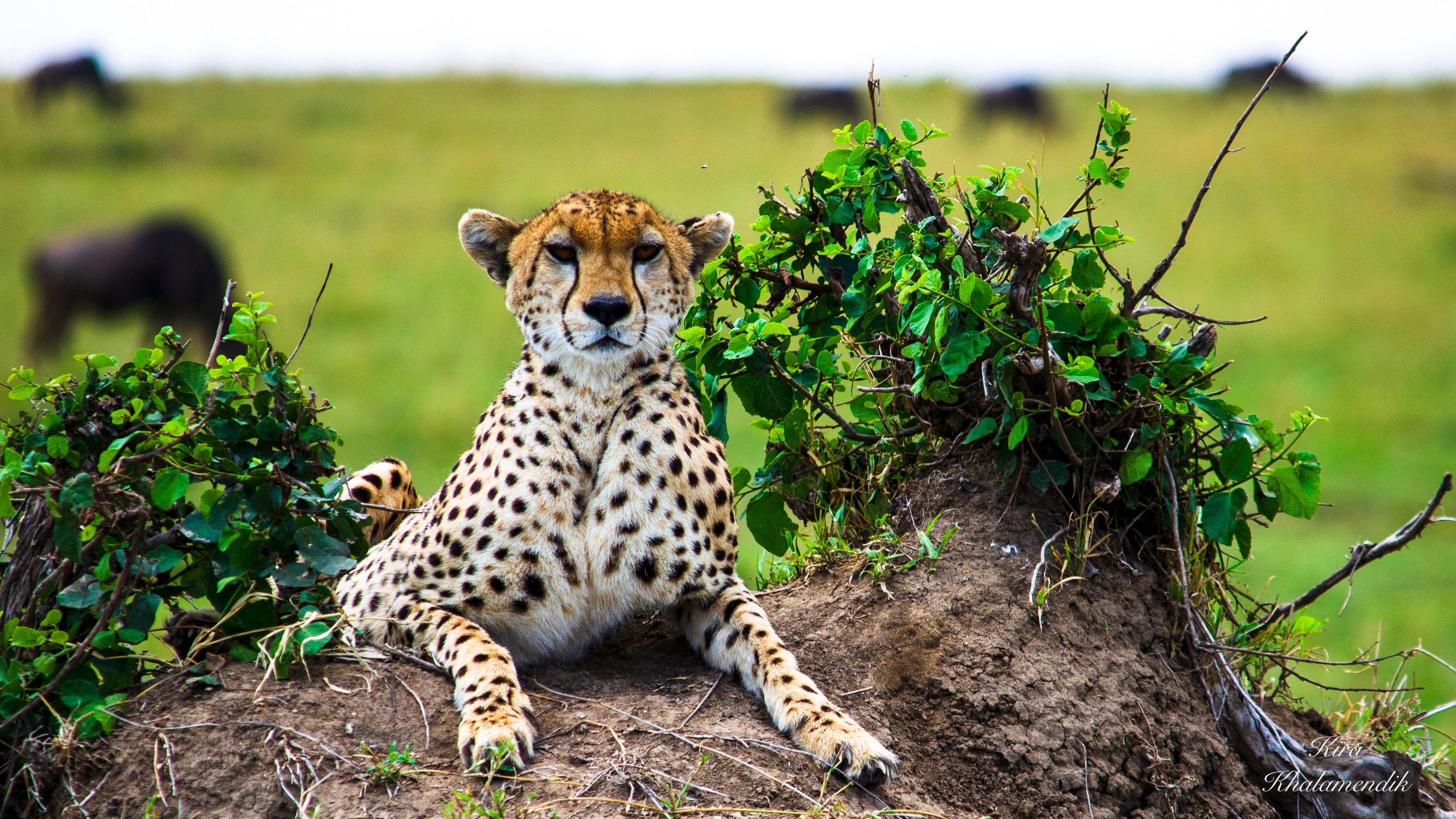 Afrique Centrale (paysages, animaux). Mannequins, design, decoration, handmade, photographe…