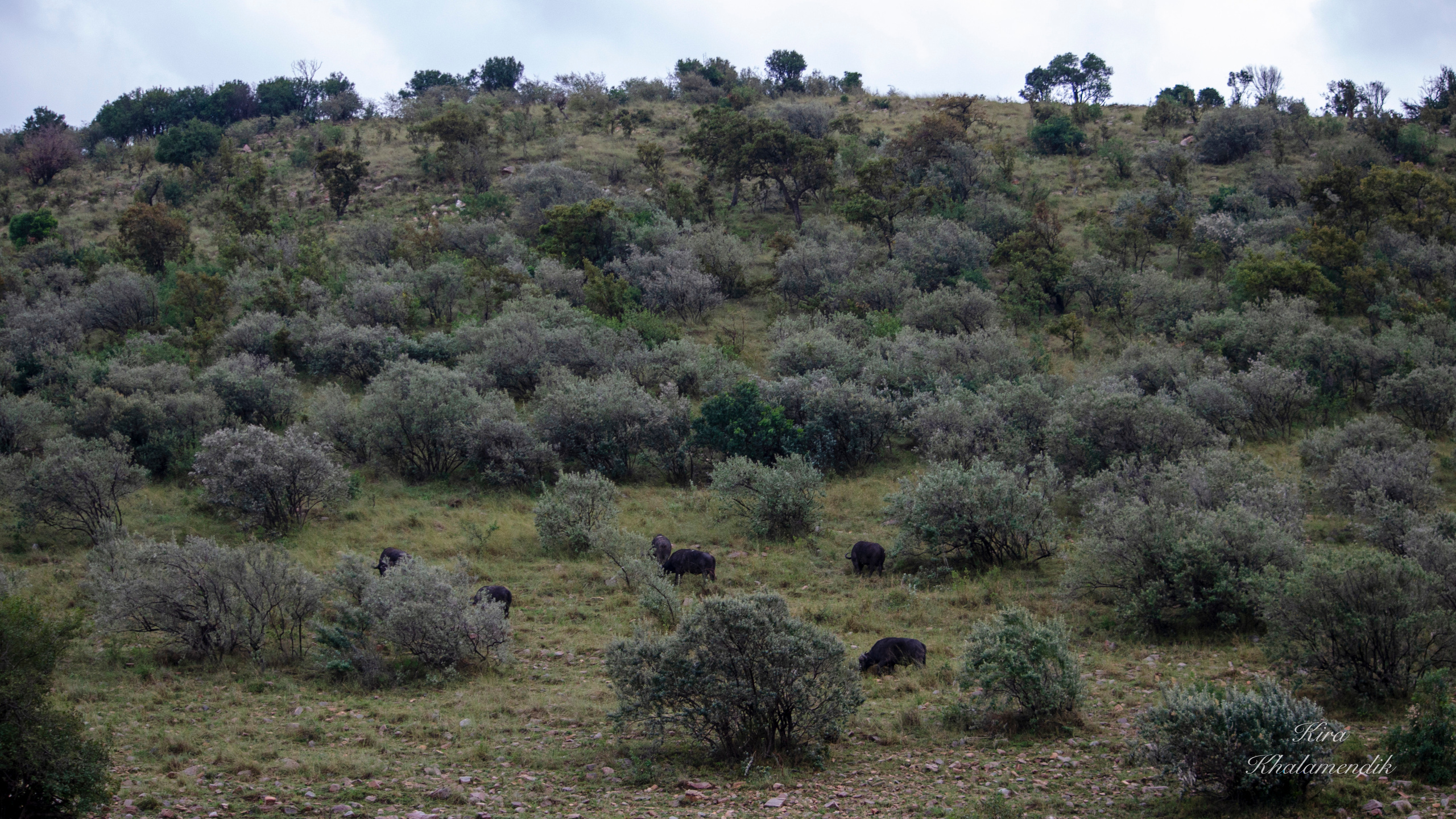 Afrique Centrale (paysages, animaux). Mannequins, design, decoration, handmade, photographe…
