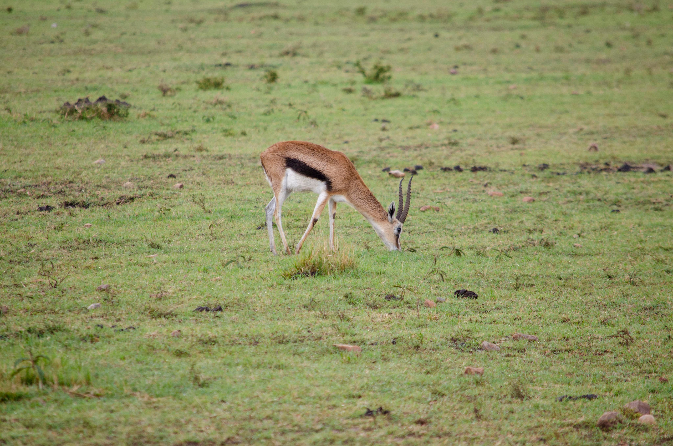 Afrique Centrale (paysages, animaux). Mannequins, design, decoration, handmade, photographe…