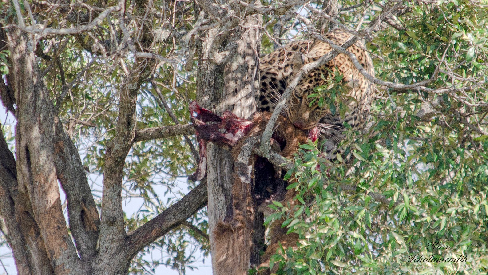 Afrique Centrale (paysages, animaux). Mannequins, design, decoration, handmade, photographe…