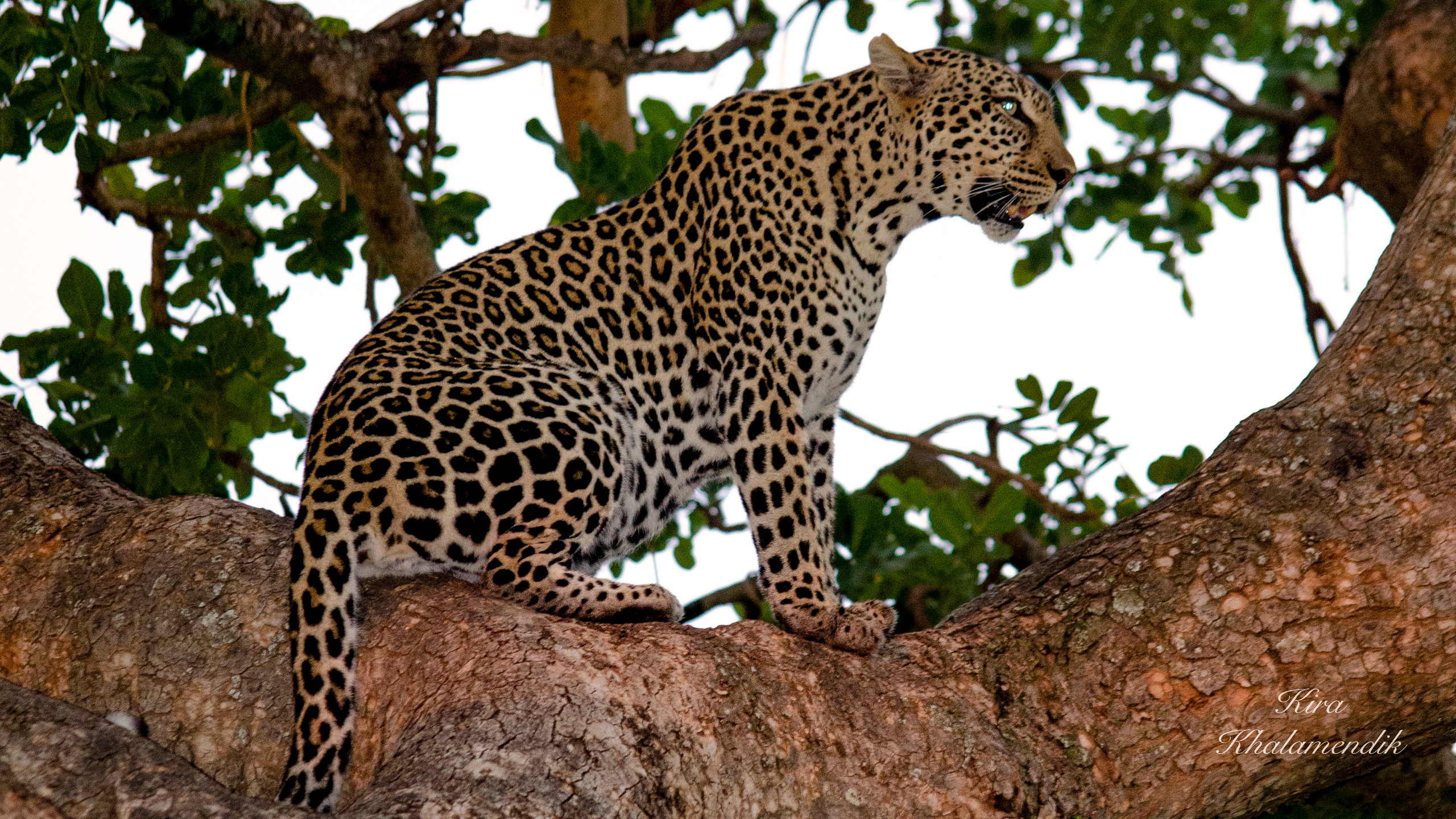 Afrique Centrale (paysages, animaux). Mannequins, design, decoration, handmade, photographe…