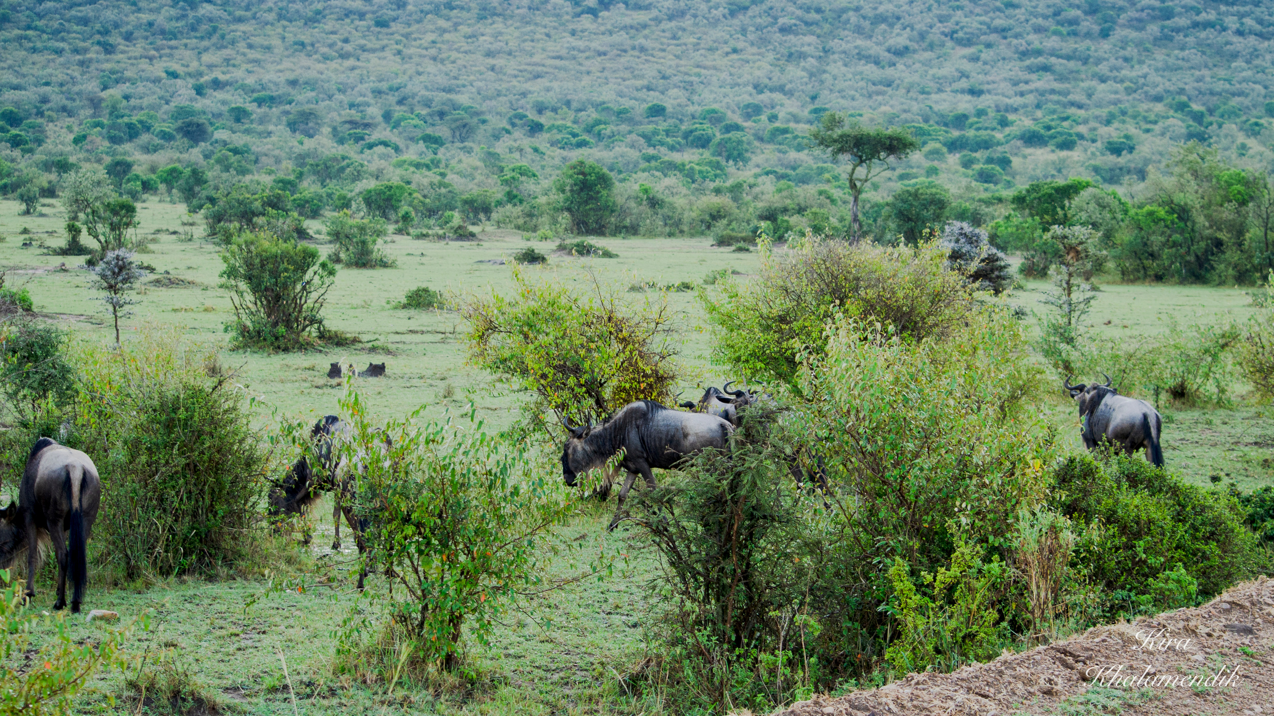 Afrique Centrale (paysages, animaux). Mannequins, design, decoration, handmade, photographe…